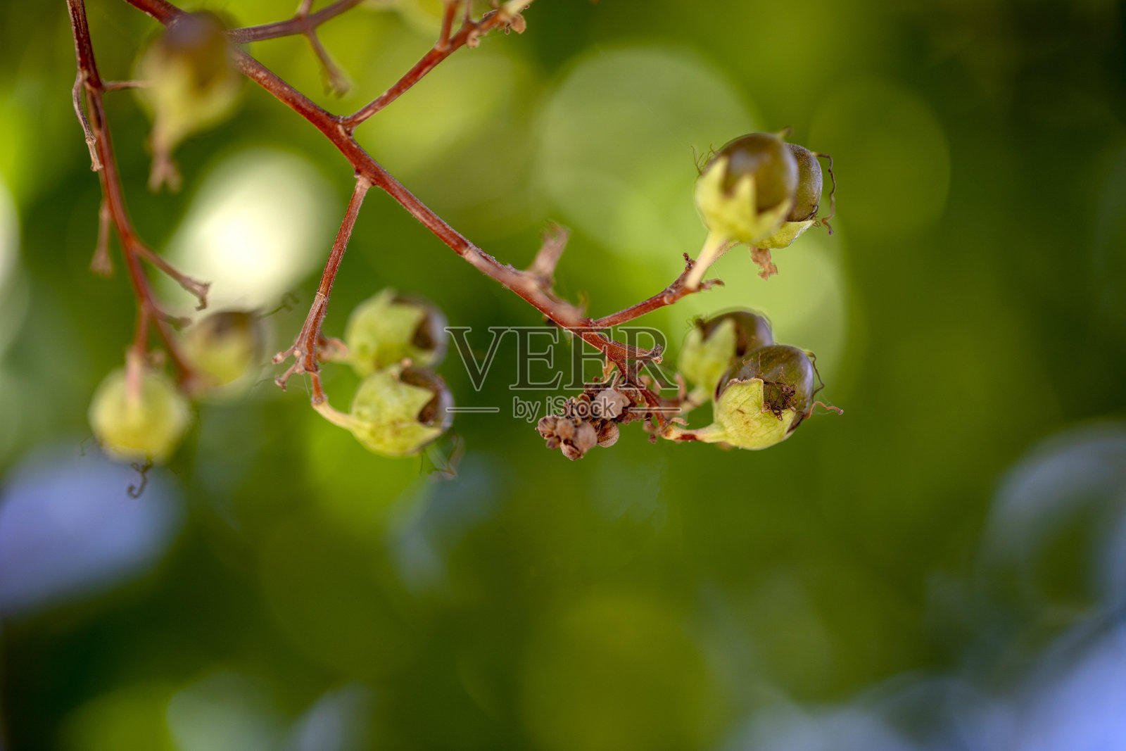 抽象的叶子照片摄影图片