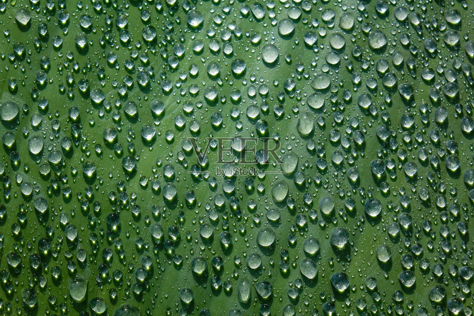 水滴在香蕉叶上。照片摄影图片