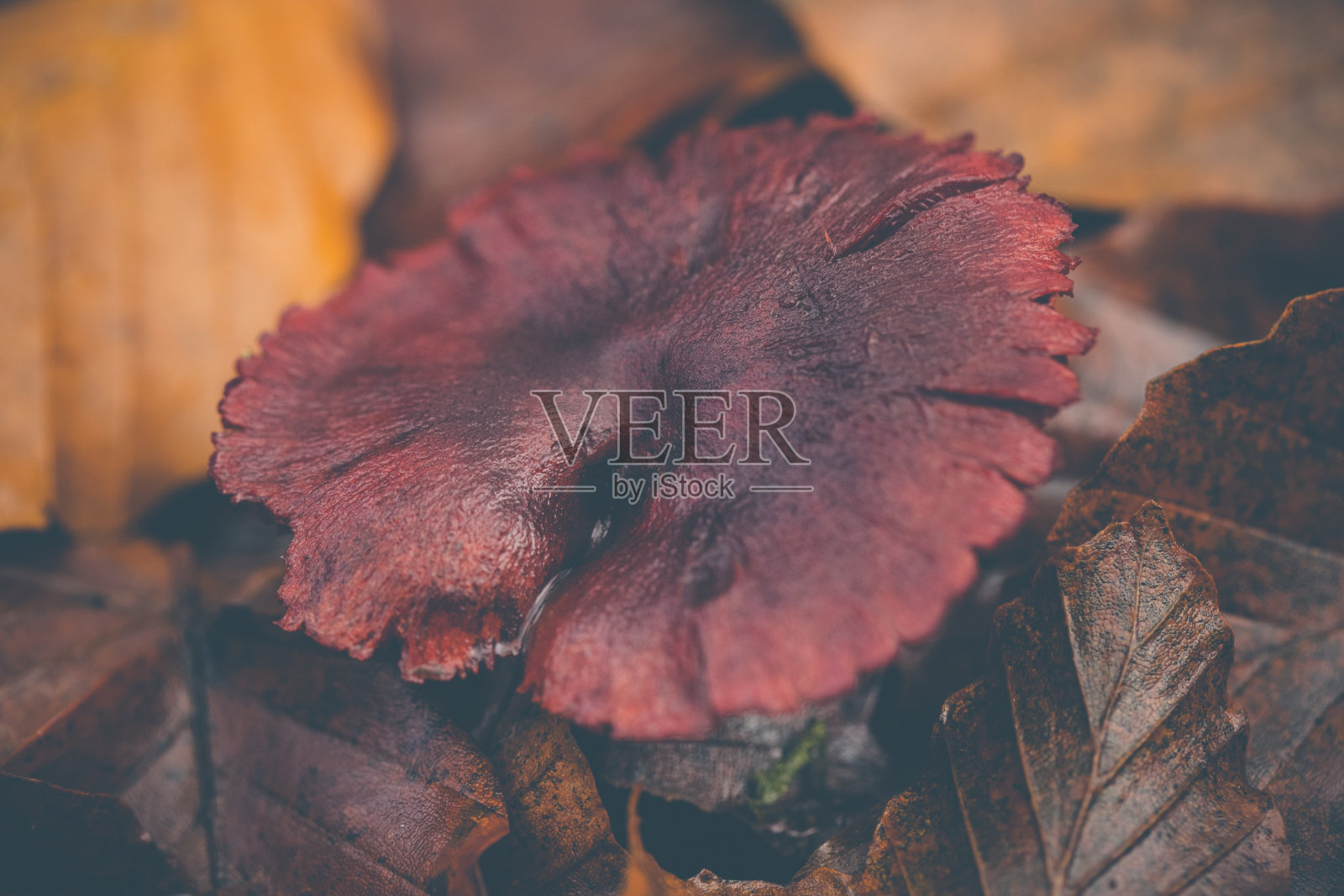 自然背景照片摄影图片