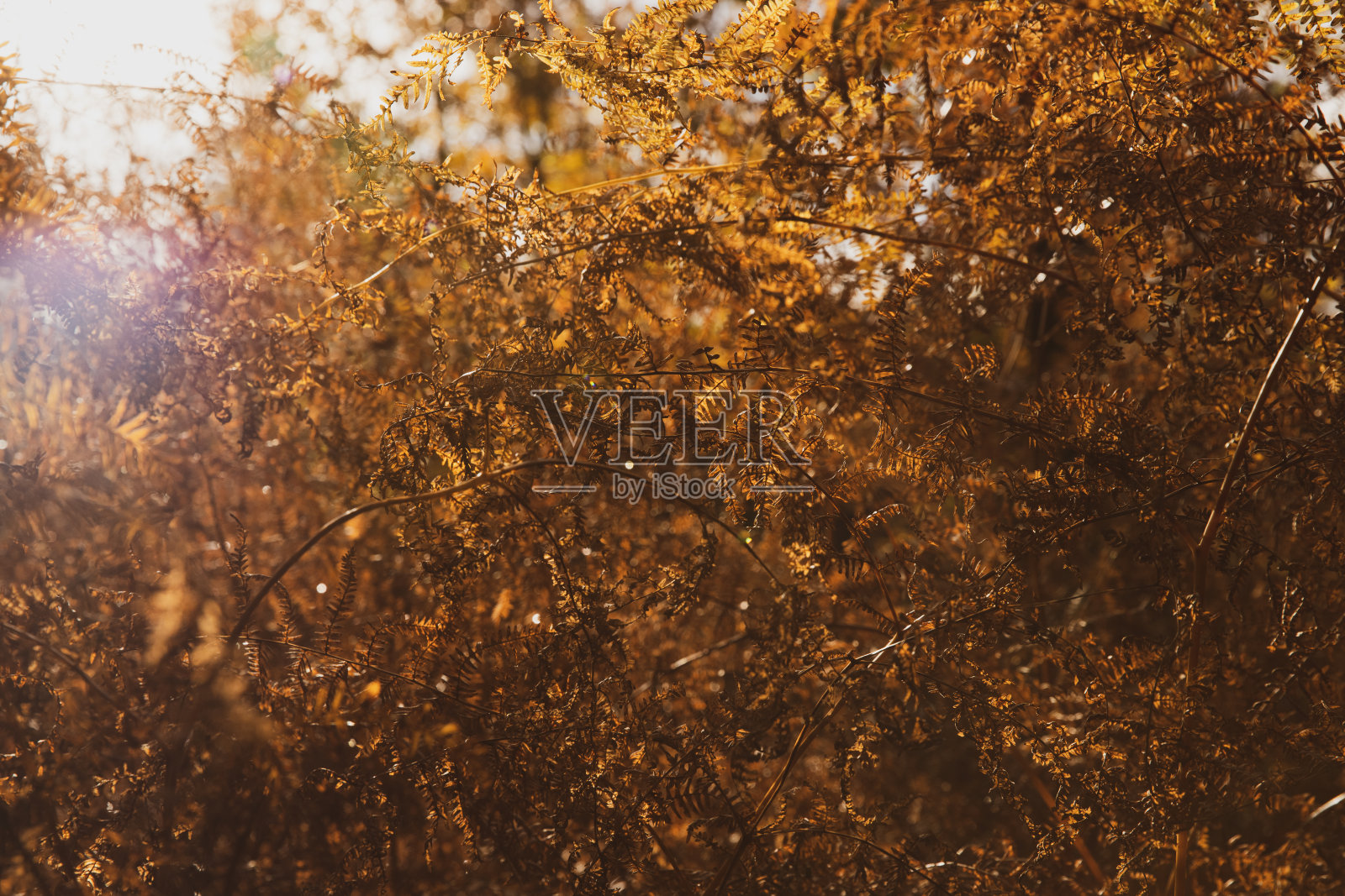 自然背景照片摄影图片