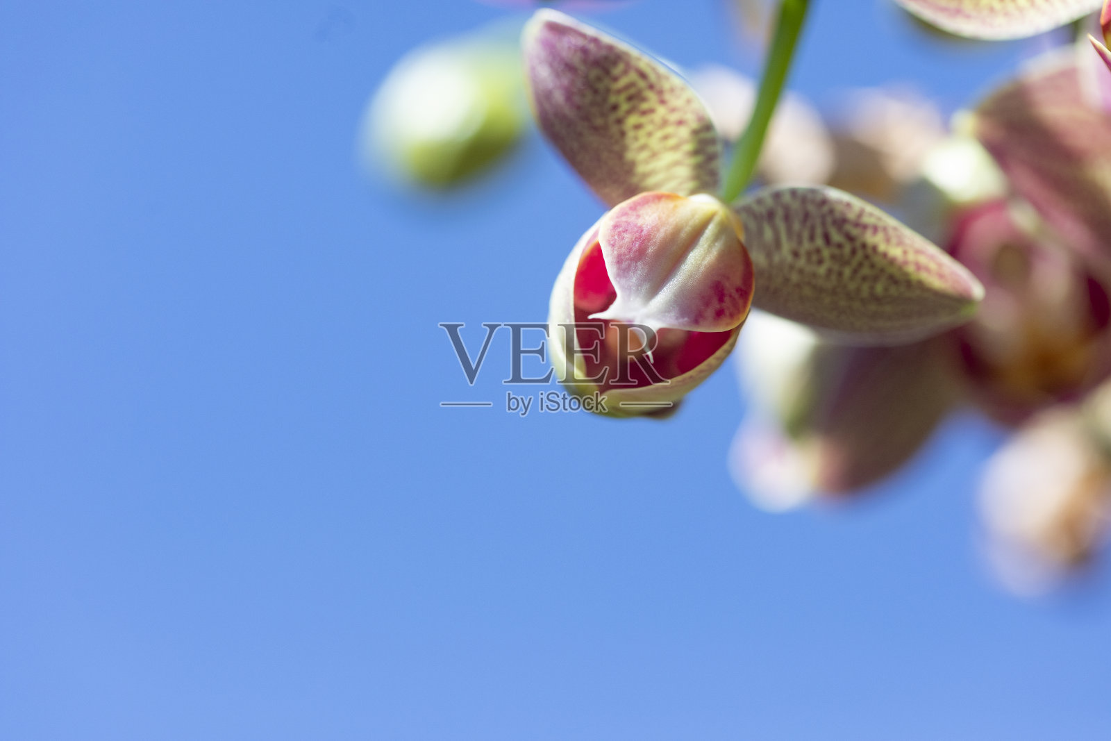 粉红色兰花与蓝天照片摄影图片