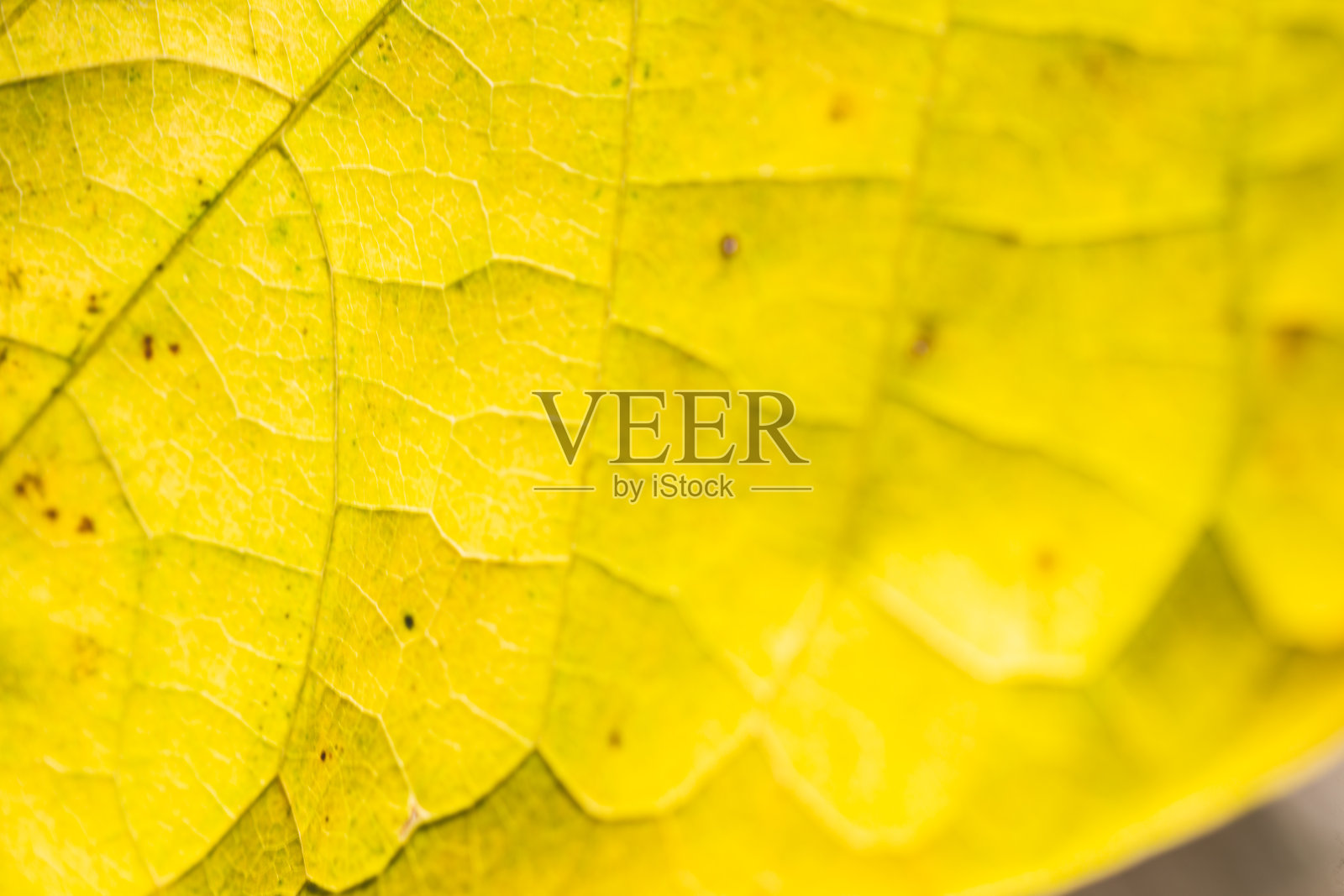 靠近黄色的木瓜树叶照片摄影图片