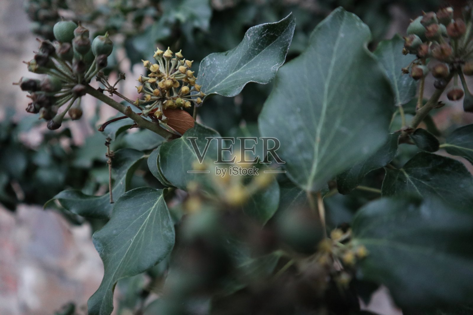 纹理照片摄影图片