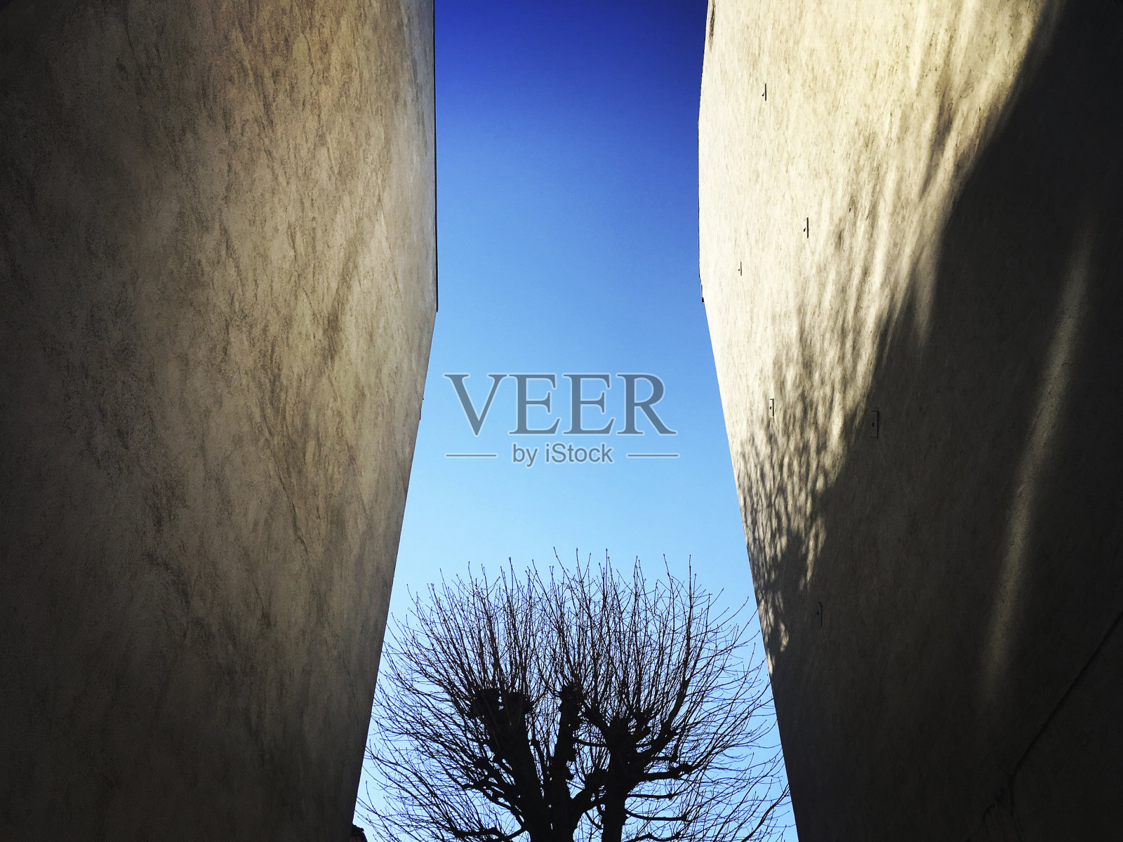 后院树的剪影照片摄影图片