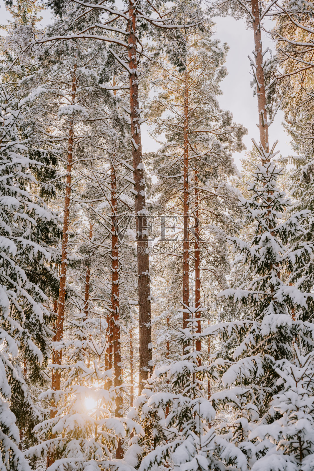 阳光穿过森林，冬日雪景背景照片摄影图片