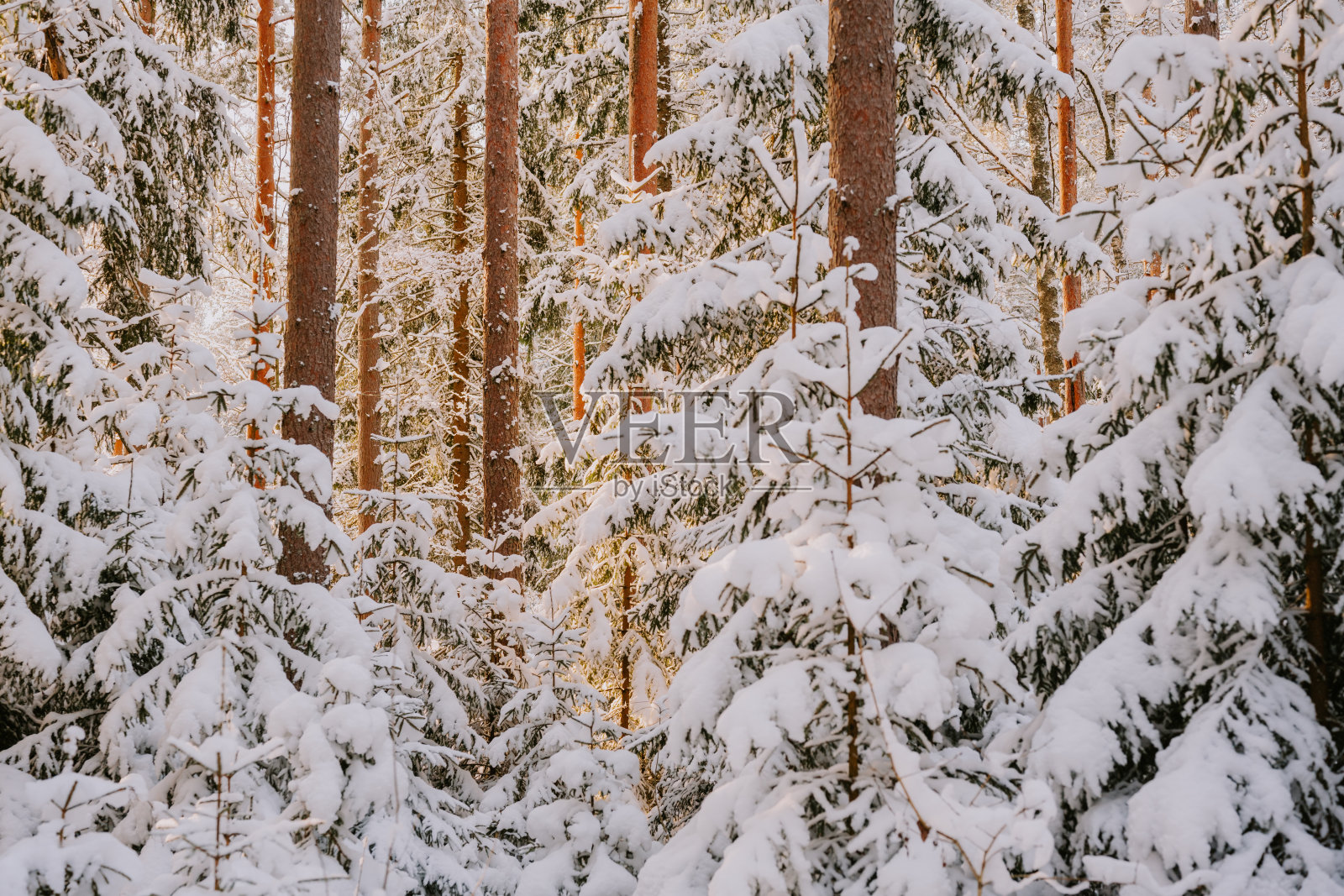 阳光穿过森林，冬日雪景背景照片摄影图片