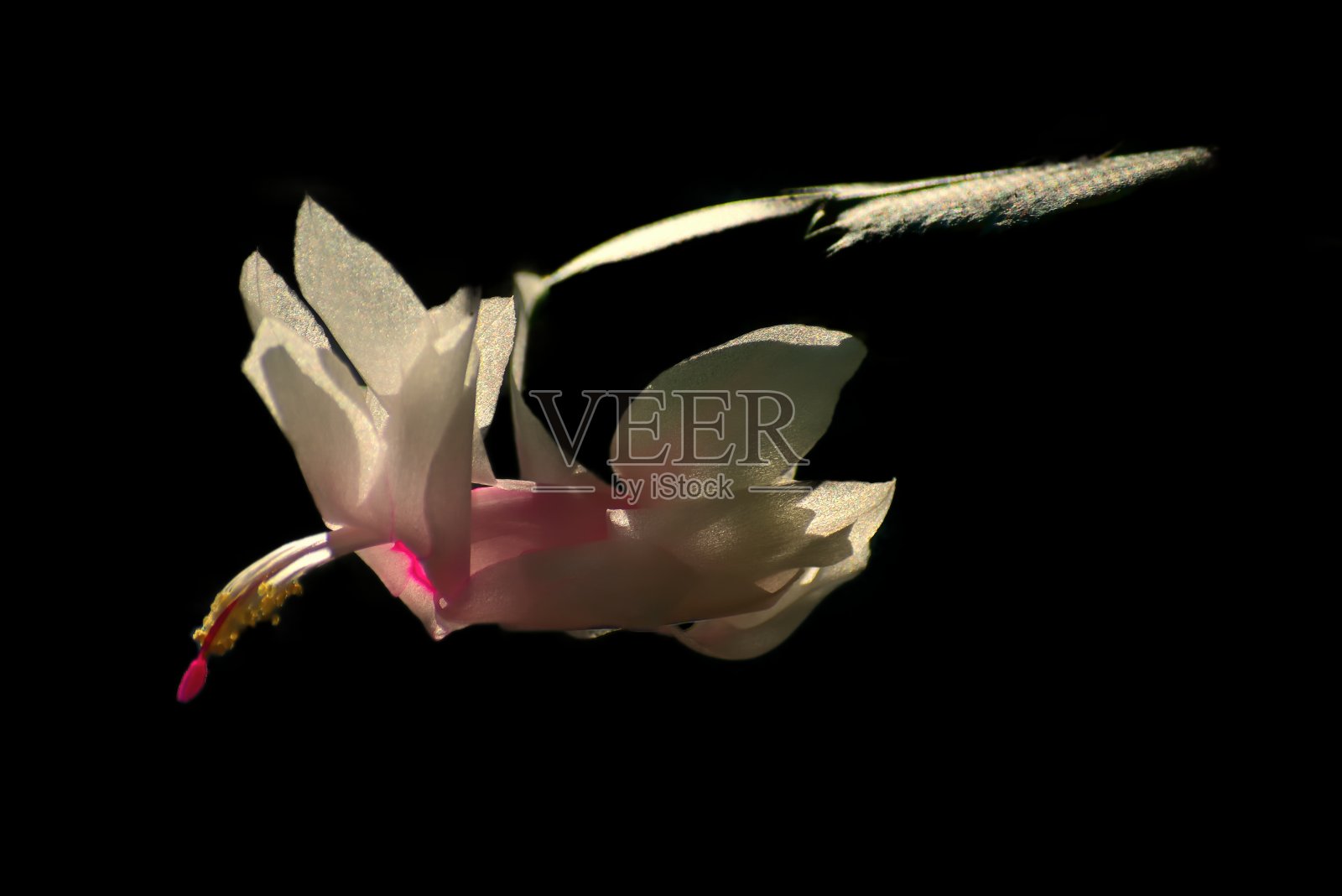 白色圣诞仙人掌花与雌蕊照片摄影图片