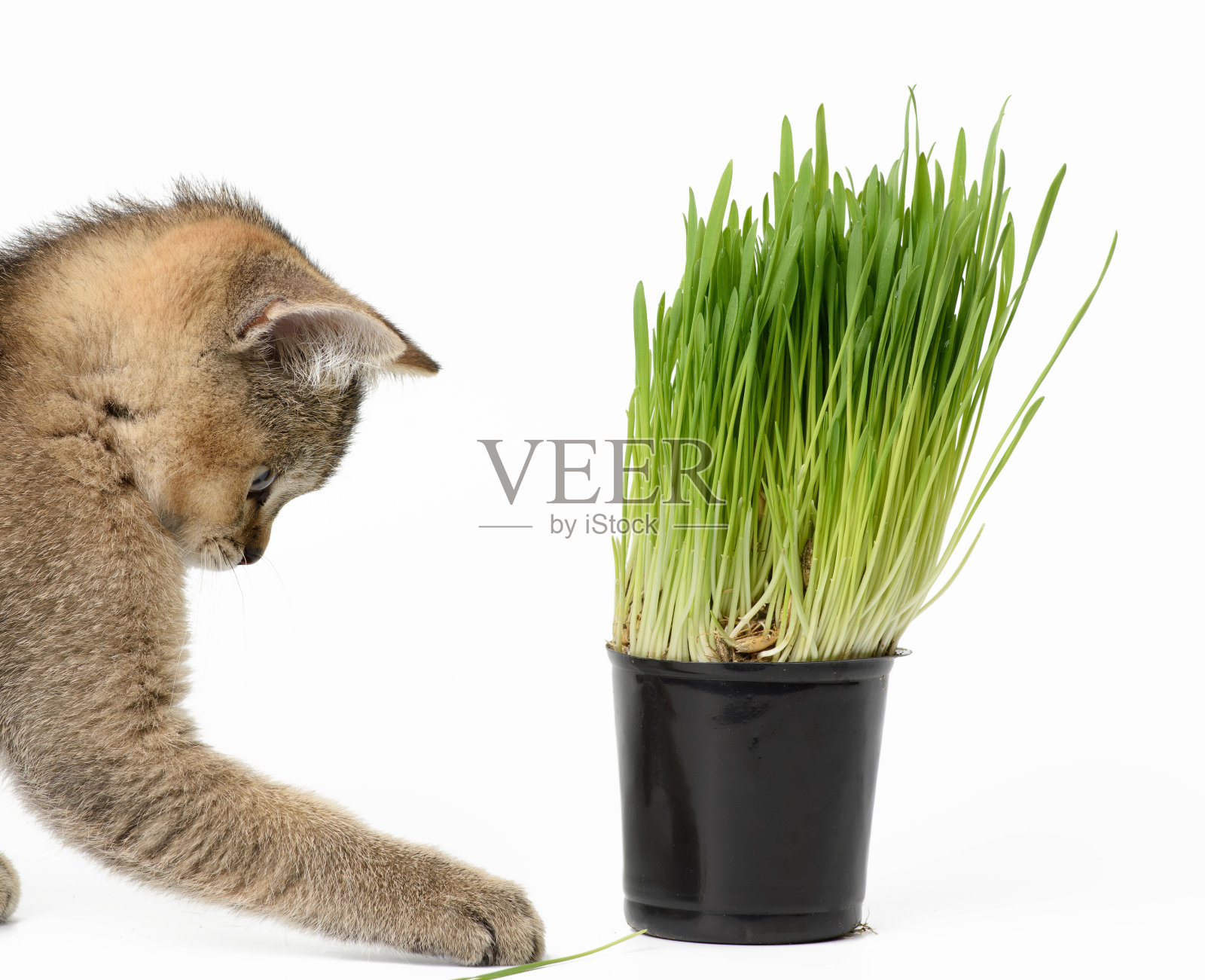 小猫金色的苏格兰栗鼠直挺挺地坐在白色的背景上照片摄影图片