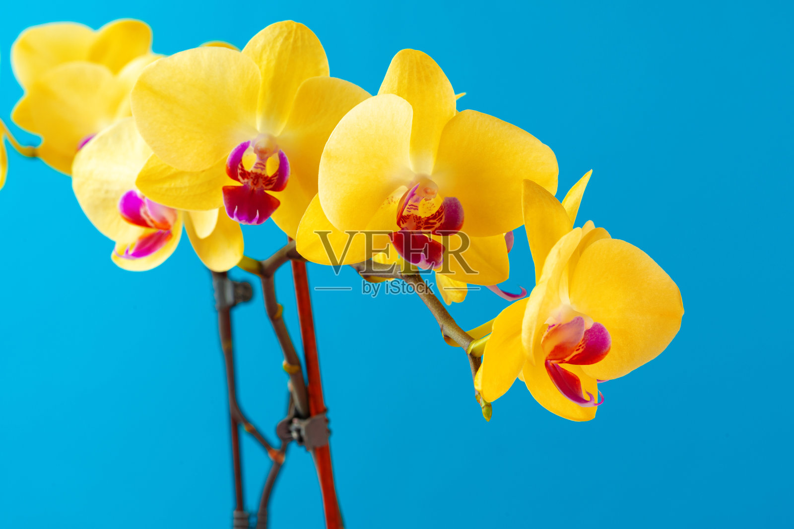 近距离照片的黄色盛开的兰花枝照片摄影图片