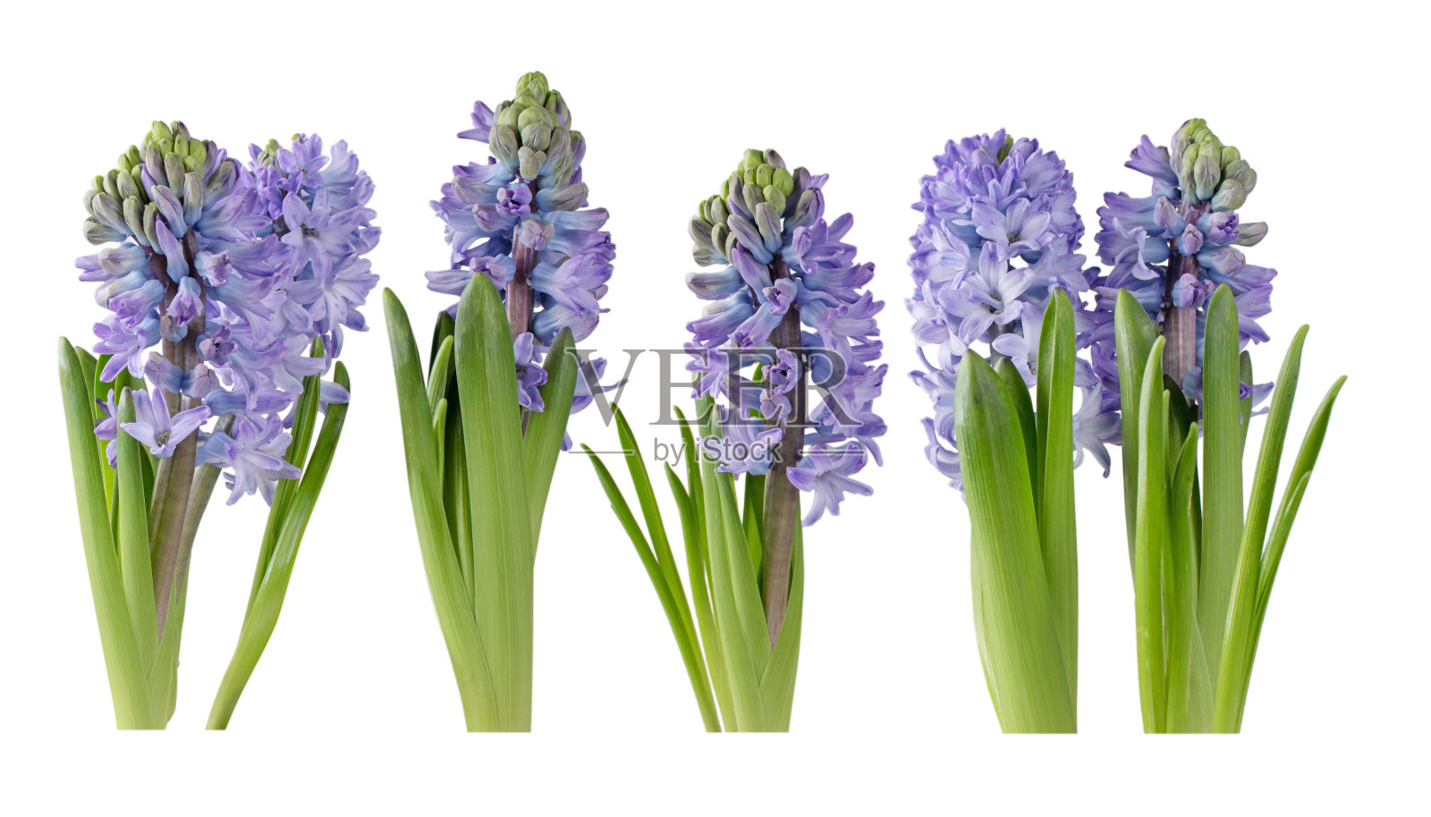 紫色的风信子花和芽与叶孤立的设置在白色。照片摄影图片