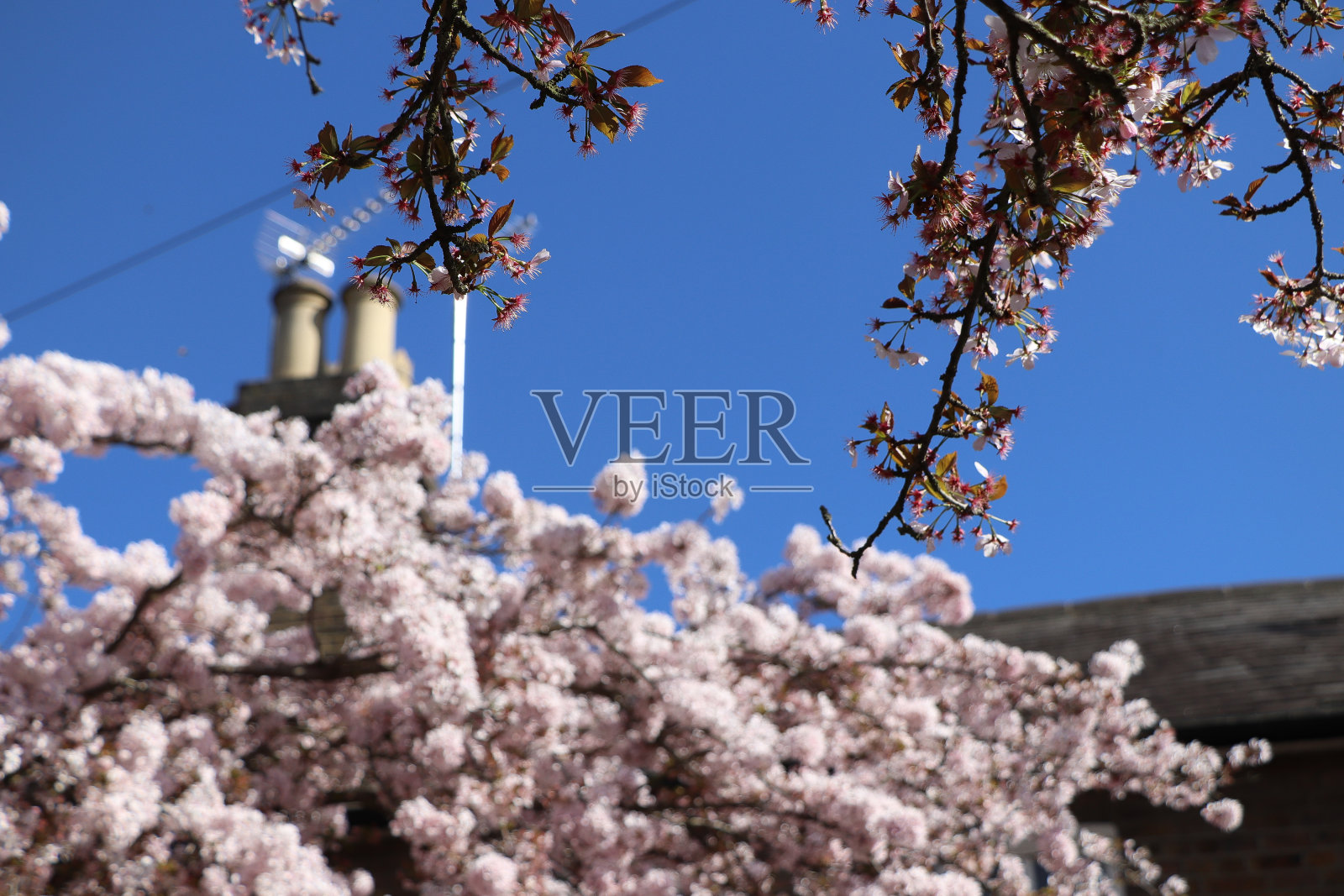 漫步在赫特福德郡的森林里照片摄影图片