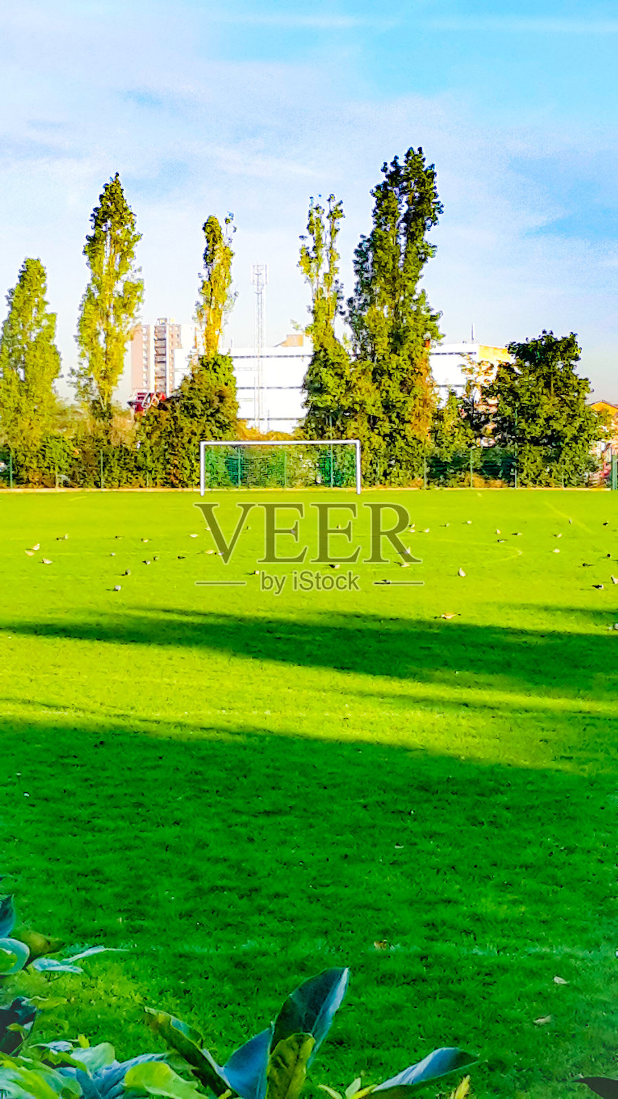 有海鸥的足球场照片摄影图片