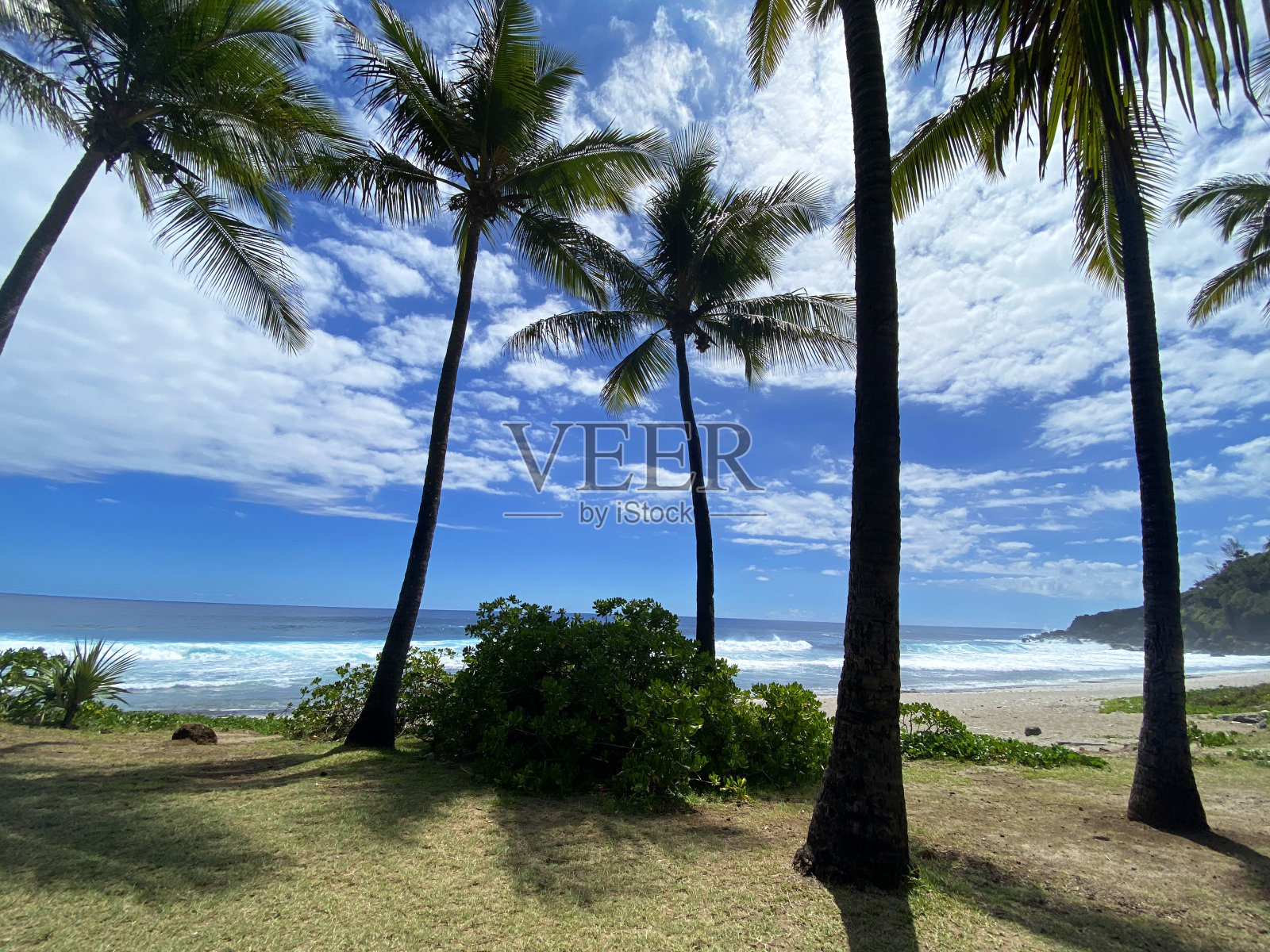 留尼旺岛格兰德·安斯海滩上的棕榈树照片摄影图片