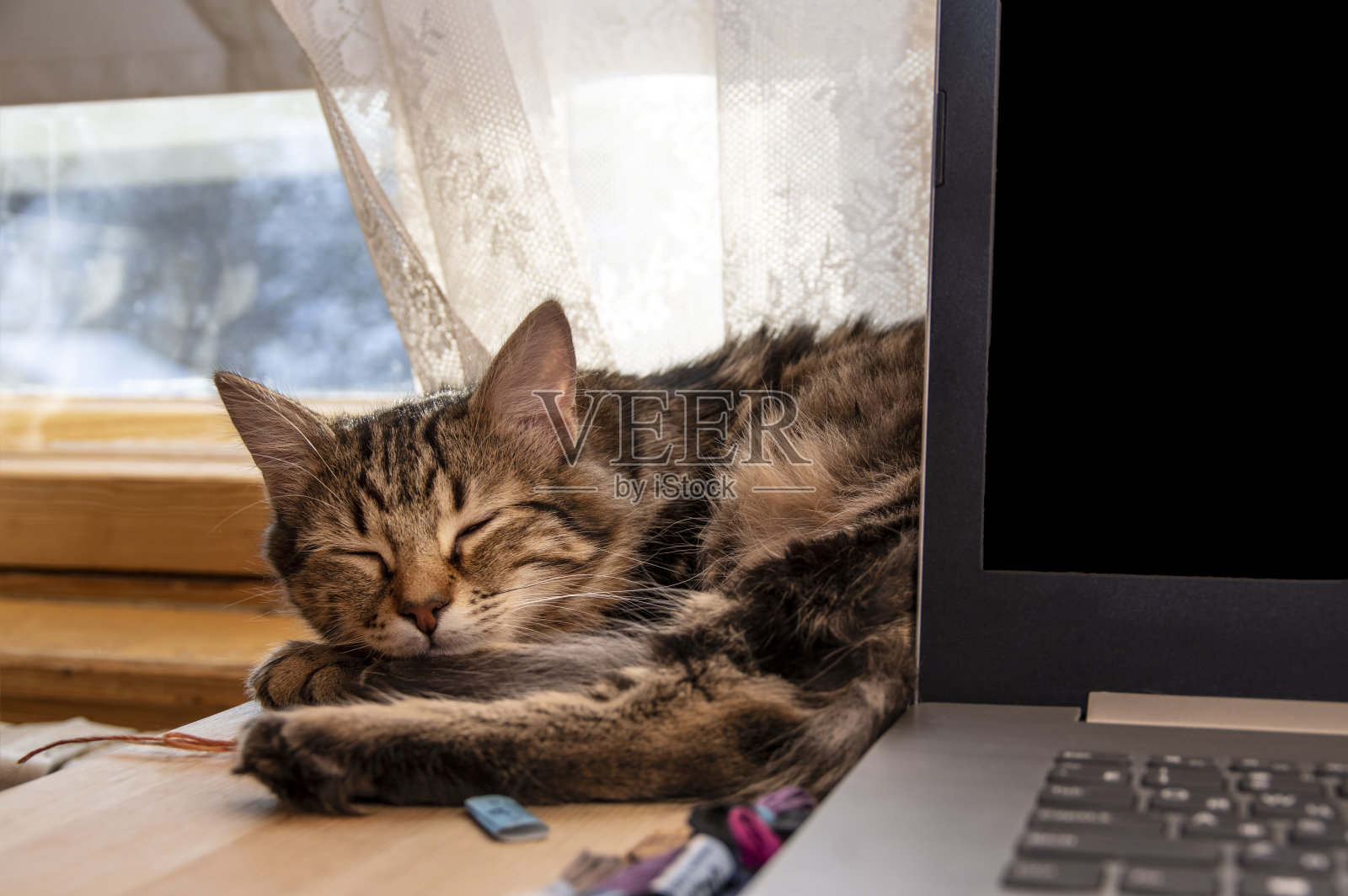 小猫睡在桌子上，笔记本电脑靠近阳光充足的窗户照片摄影图片