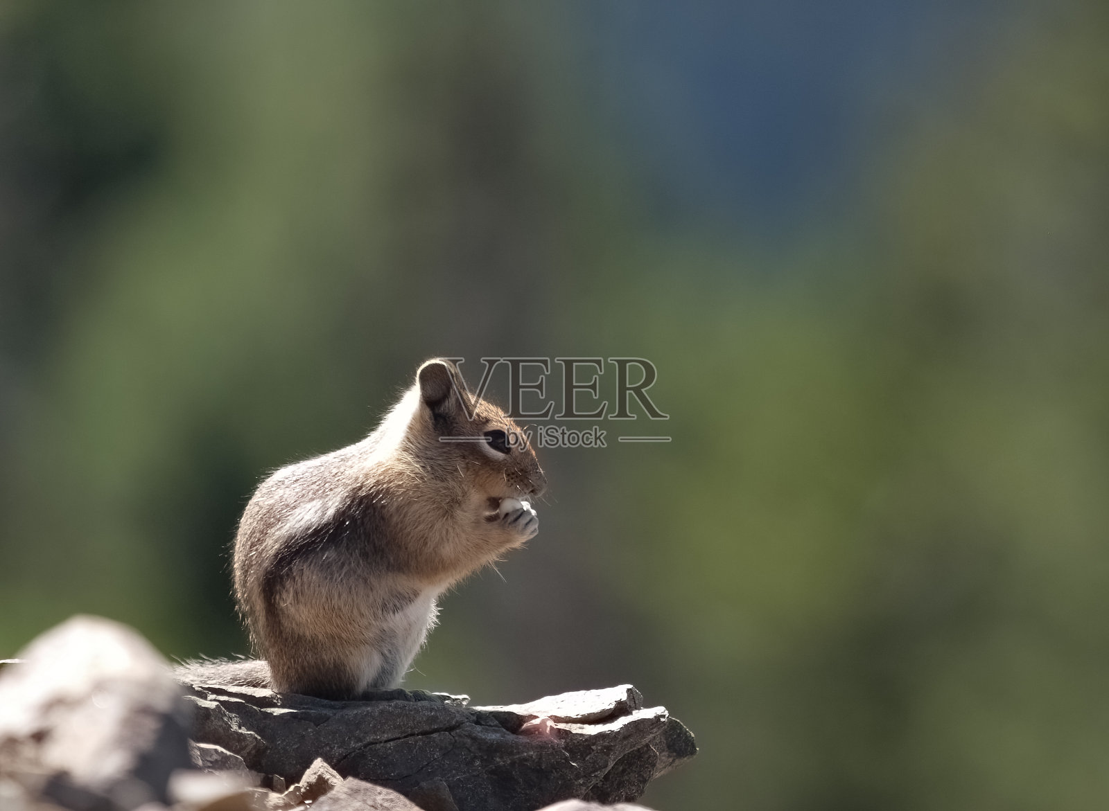花栗鼠照片摄影图片