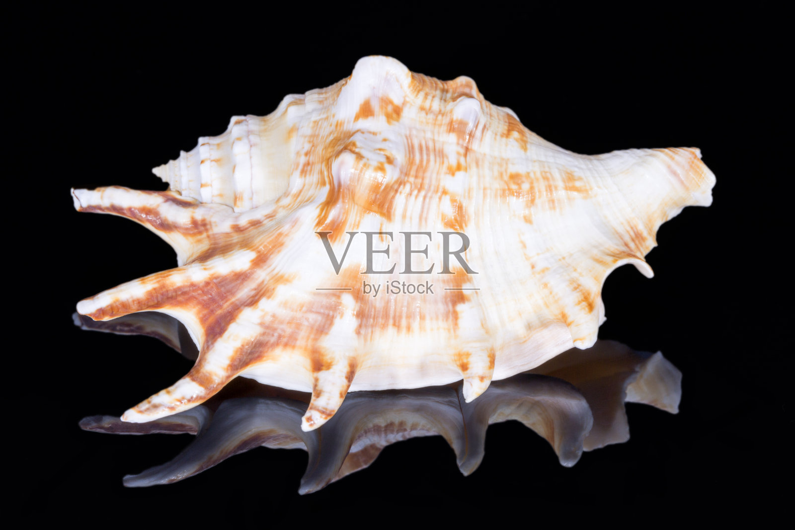 单壳海螺又称蜘蛛螺，孤立在黑色背景上，镜面反射照片摄影图片