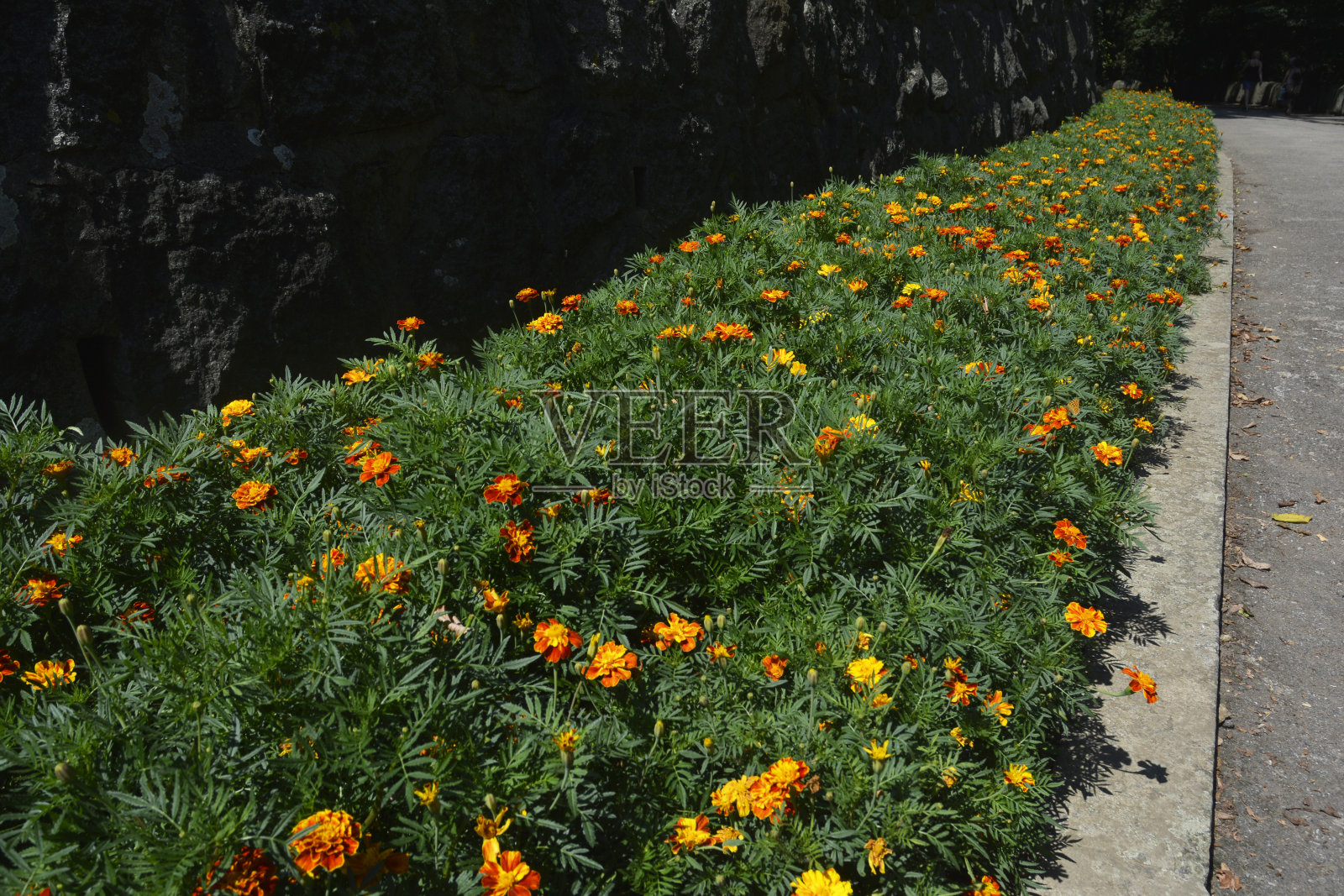 花巷照片摄影图片