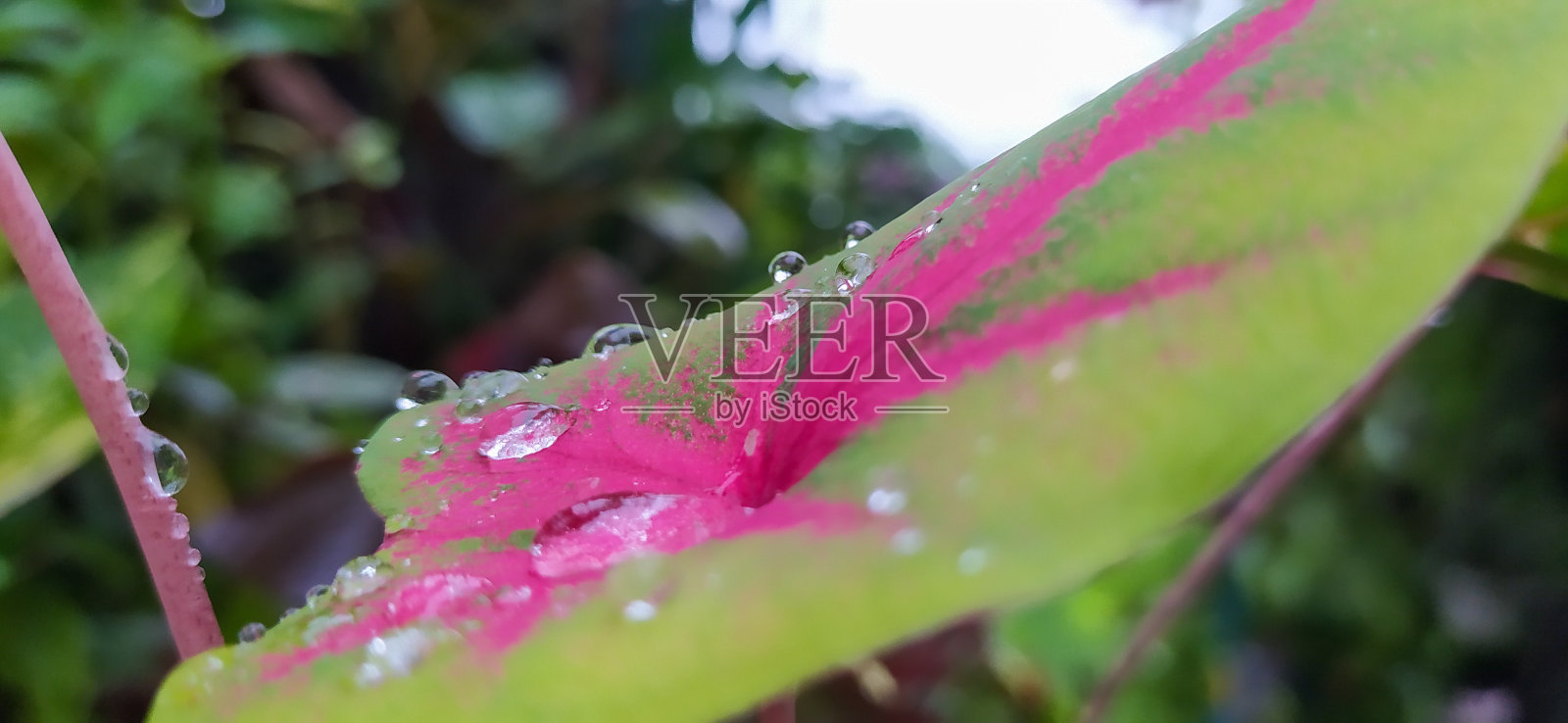 叶子上的露珠照片摄影图片