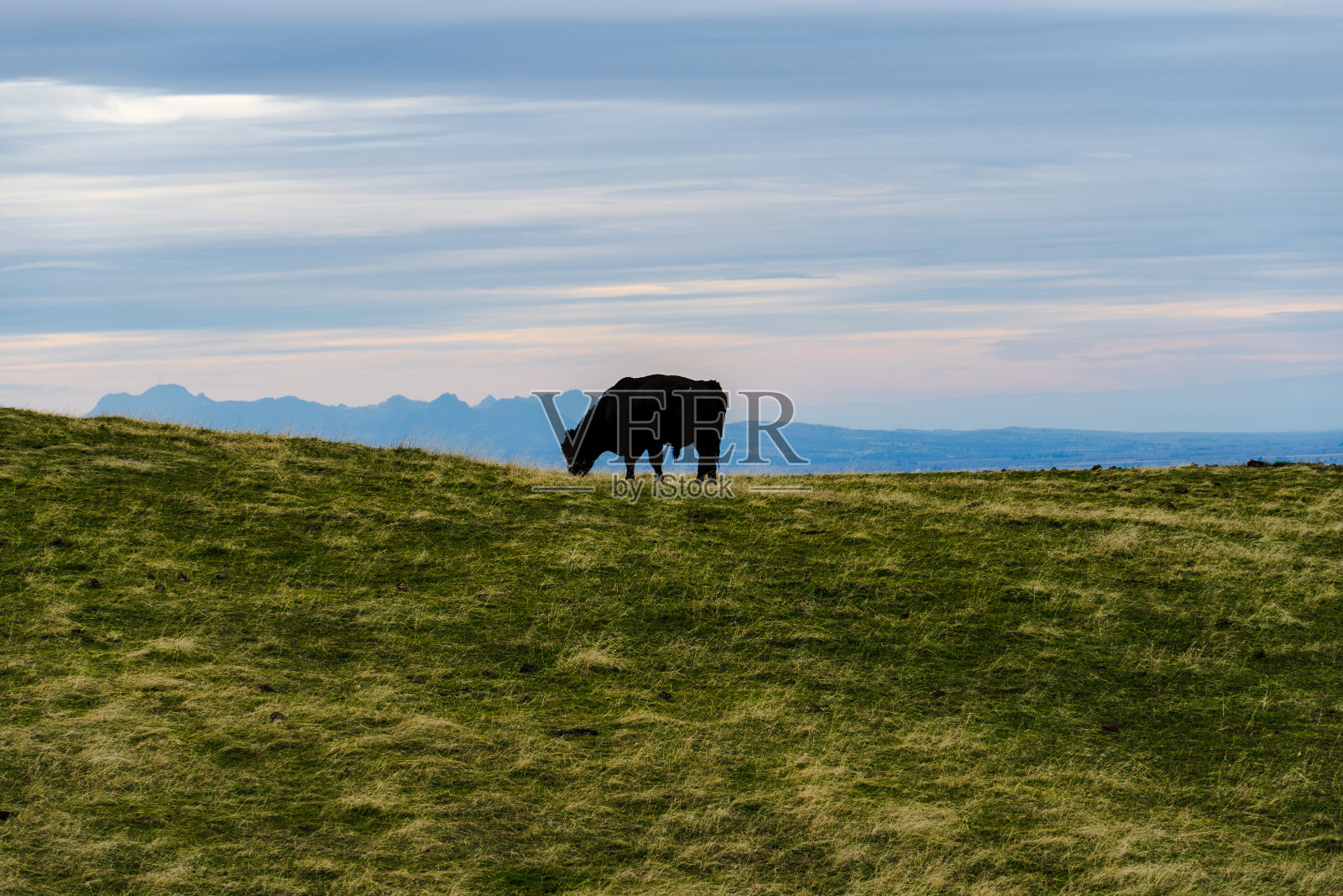 桌山牛照片摄影图片