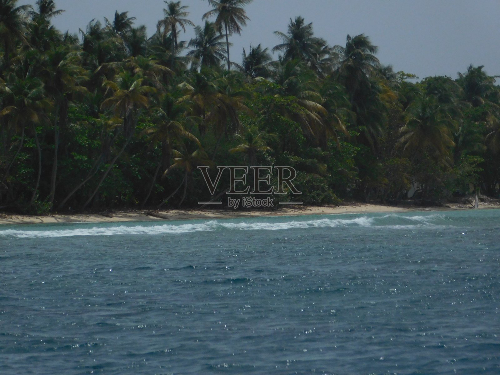 多巴哥照片摄影图片