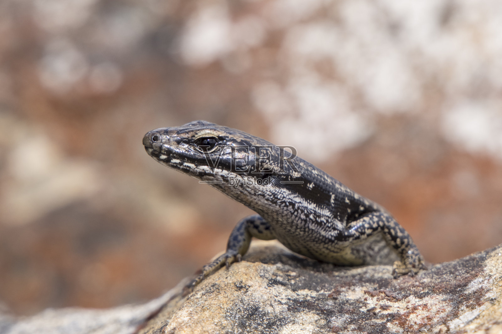 暖温带水蜥蜴照片摄影图片