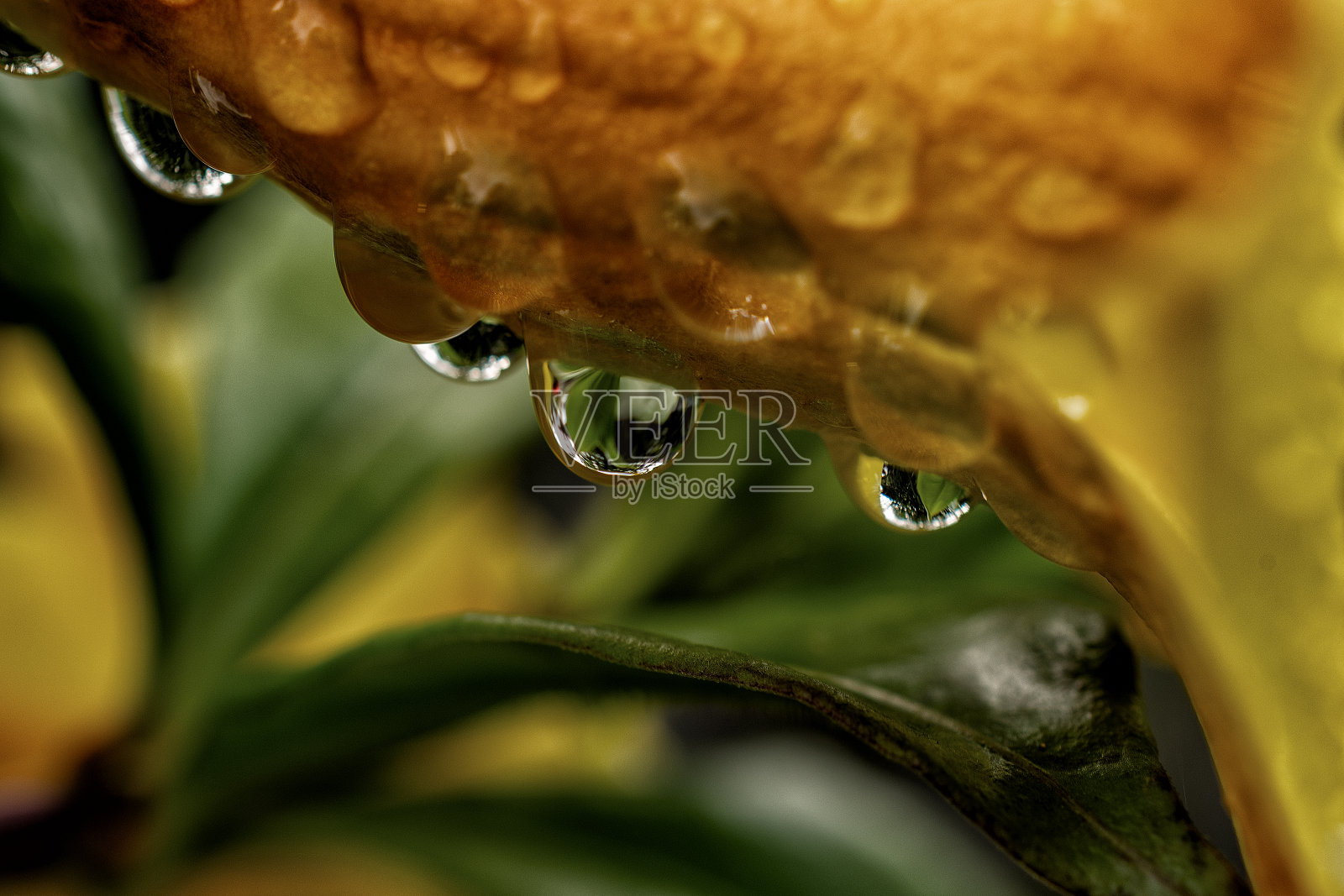 滴花朵照片摄影图片