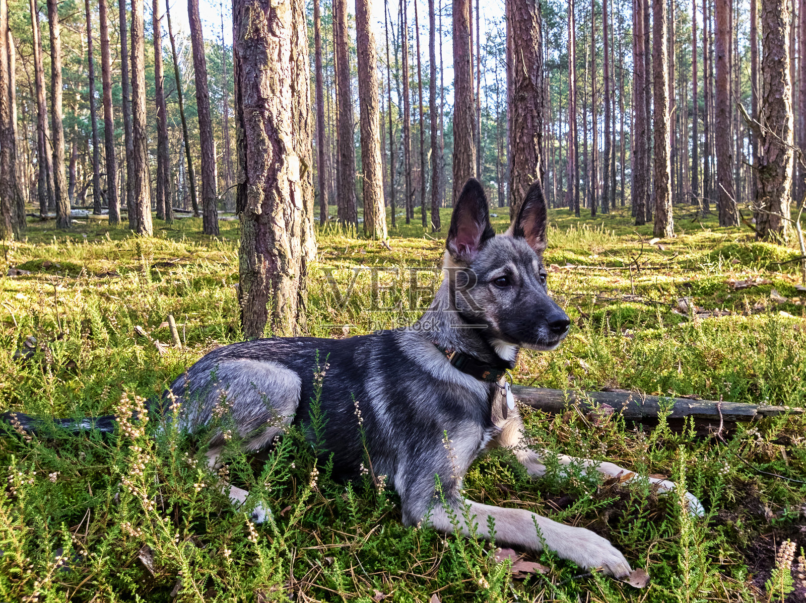 小狗看着森林。照片摄影图片