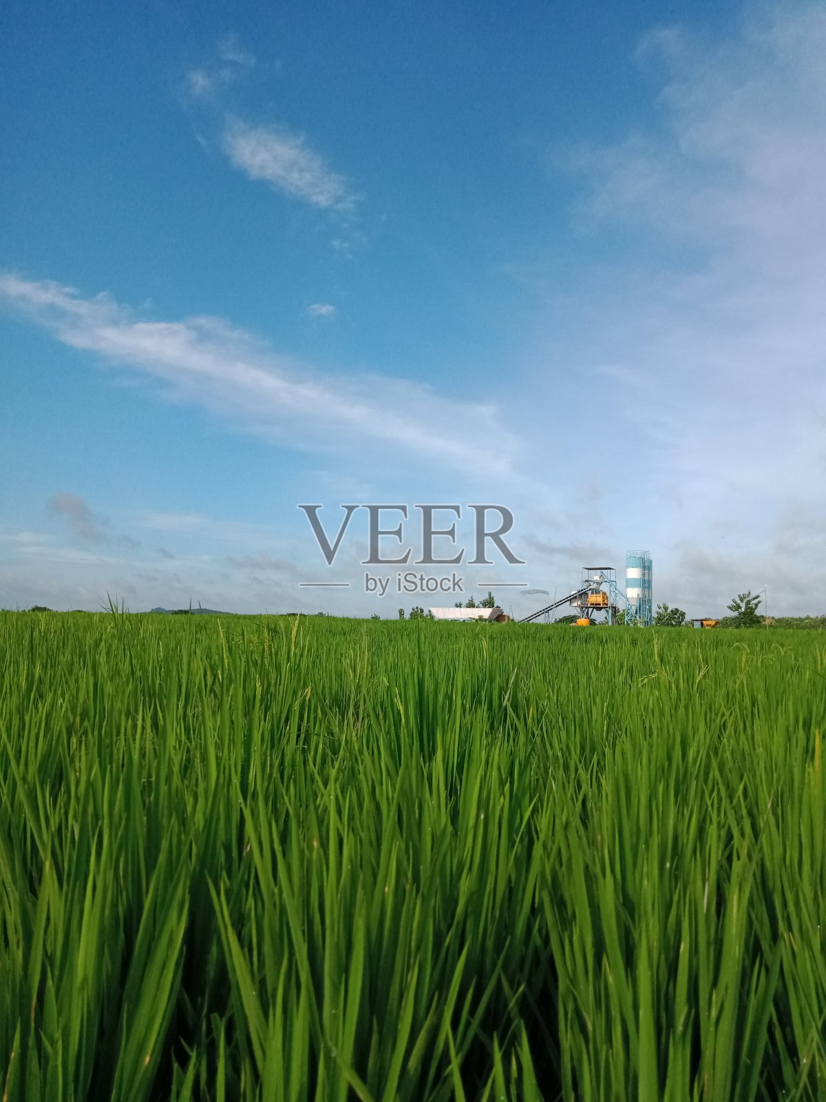 躲在灌木丛后面照片摄影图片