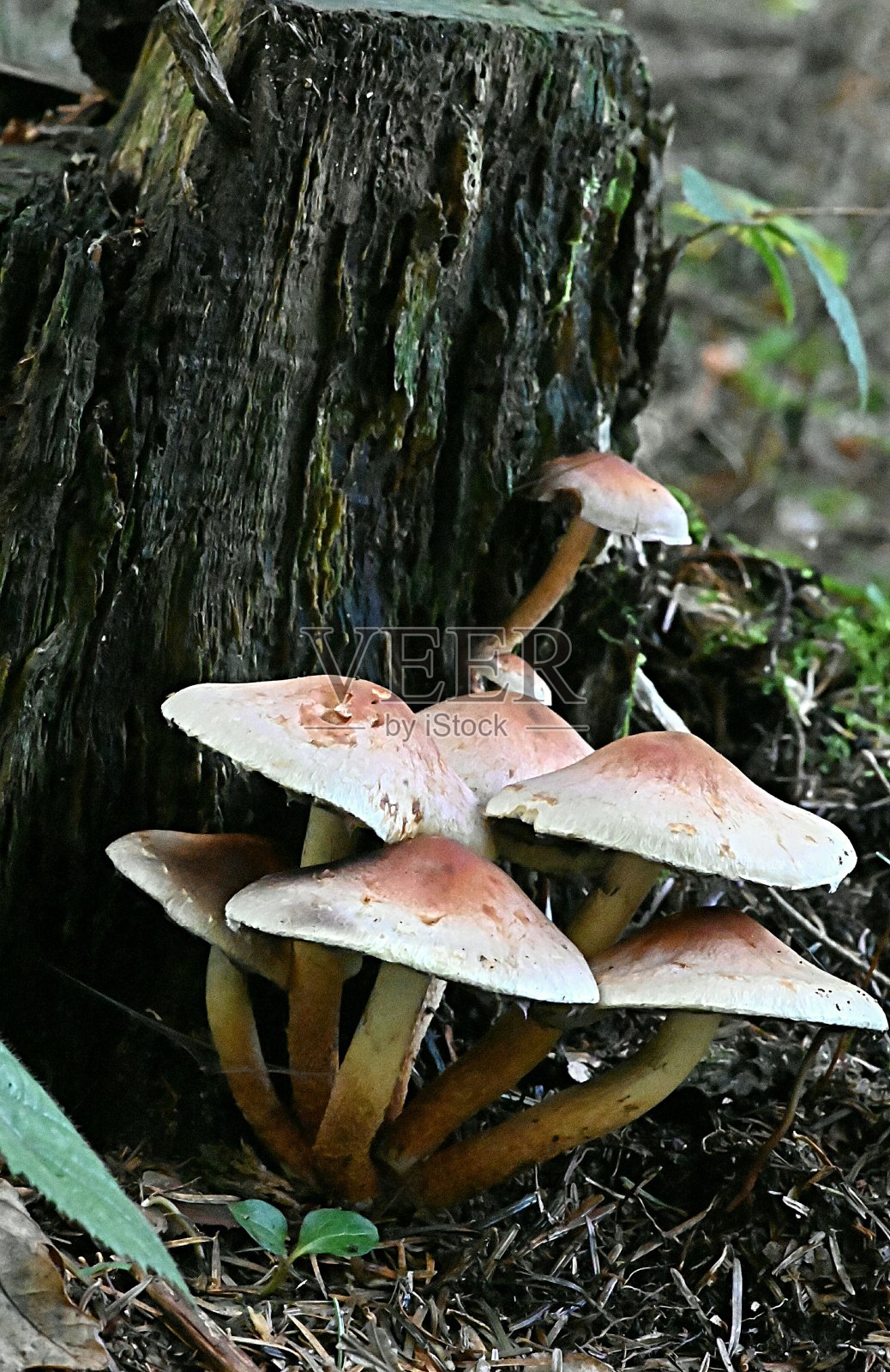 在深秋的森林里，有一个蘑菇照片摄影图片