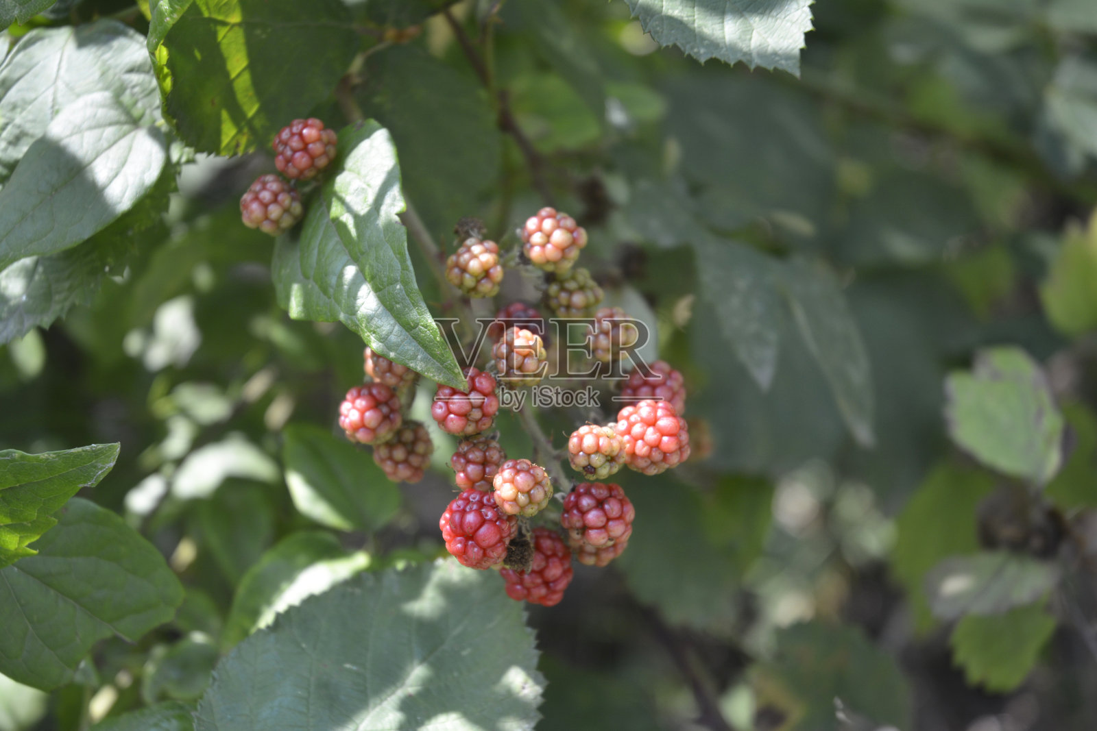 不成熟的黑莓照片摄影图片