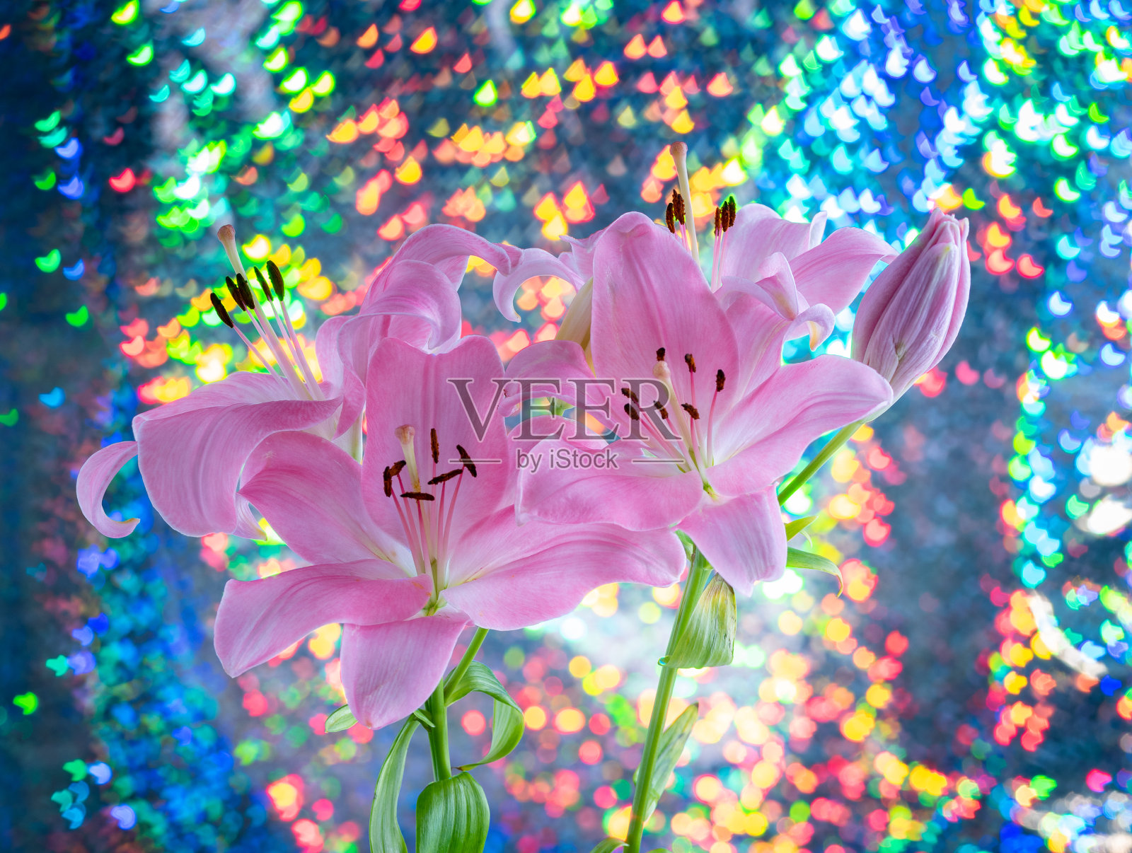 美丽的百合花在彩色的背景。照片摄影图片