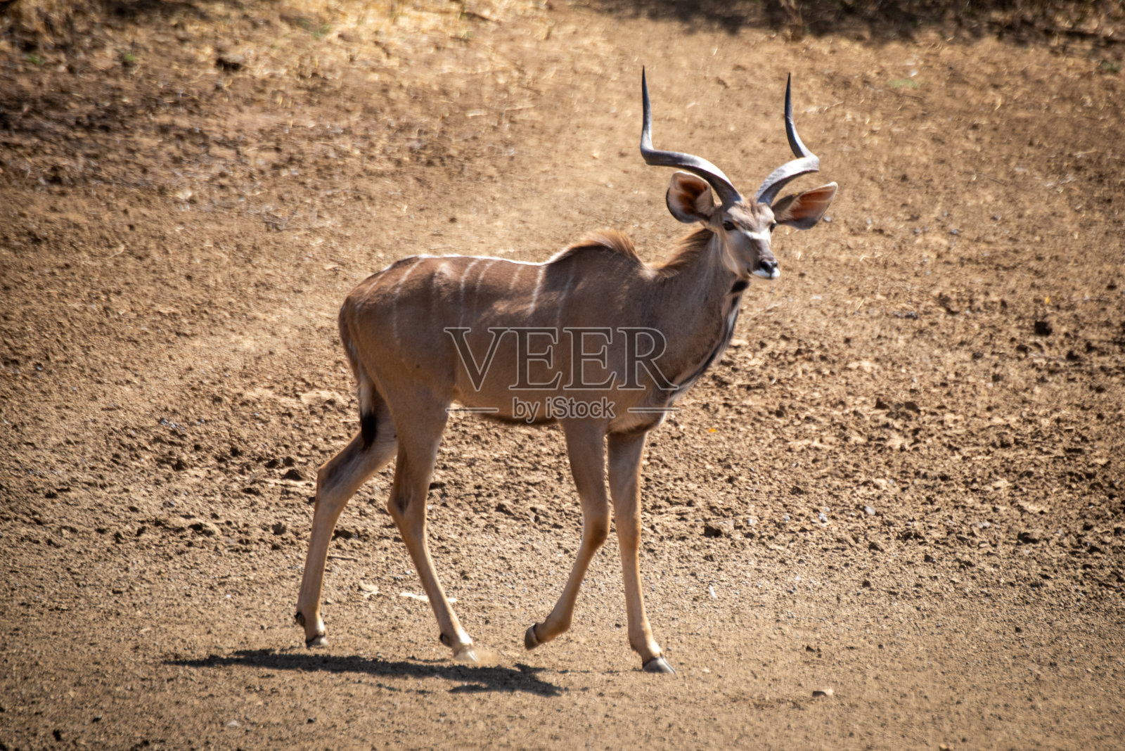 雄性大羚羊走下岩石斜坡照片摄影图片