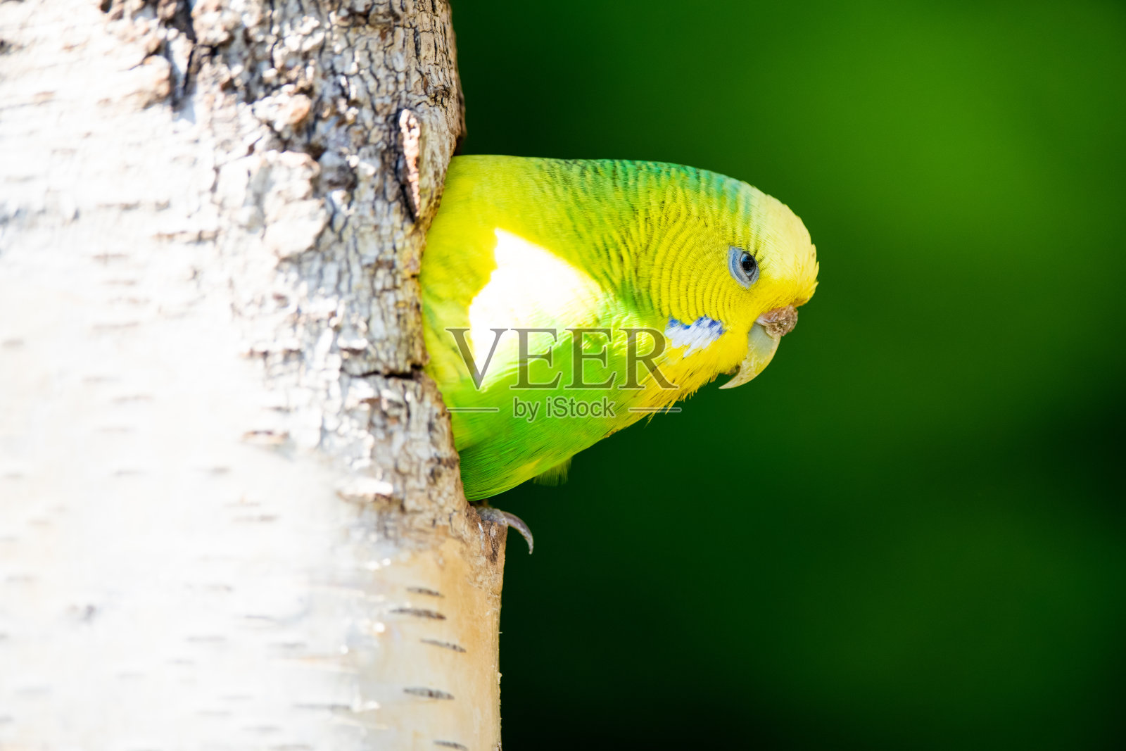 虎皮鹦鹉照片摄影图片