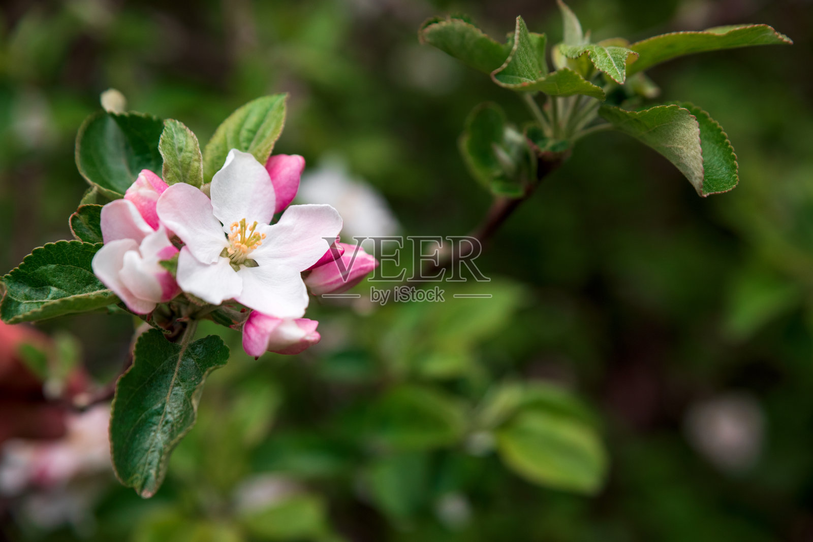 春天花园里盛开的苹果树枝。软焦点照片摄影图片