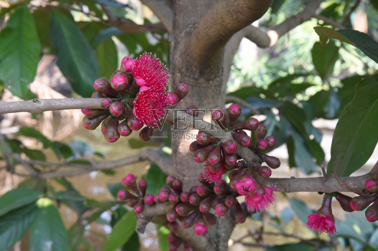 玫瑰苹果的花照片摄影图片