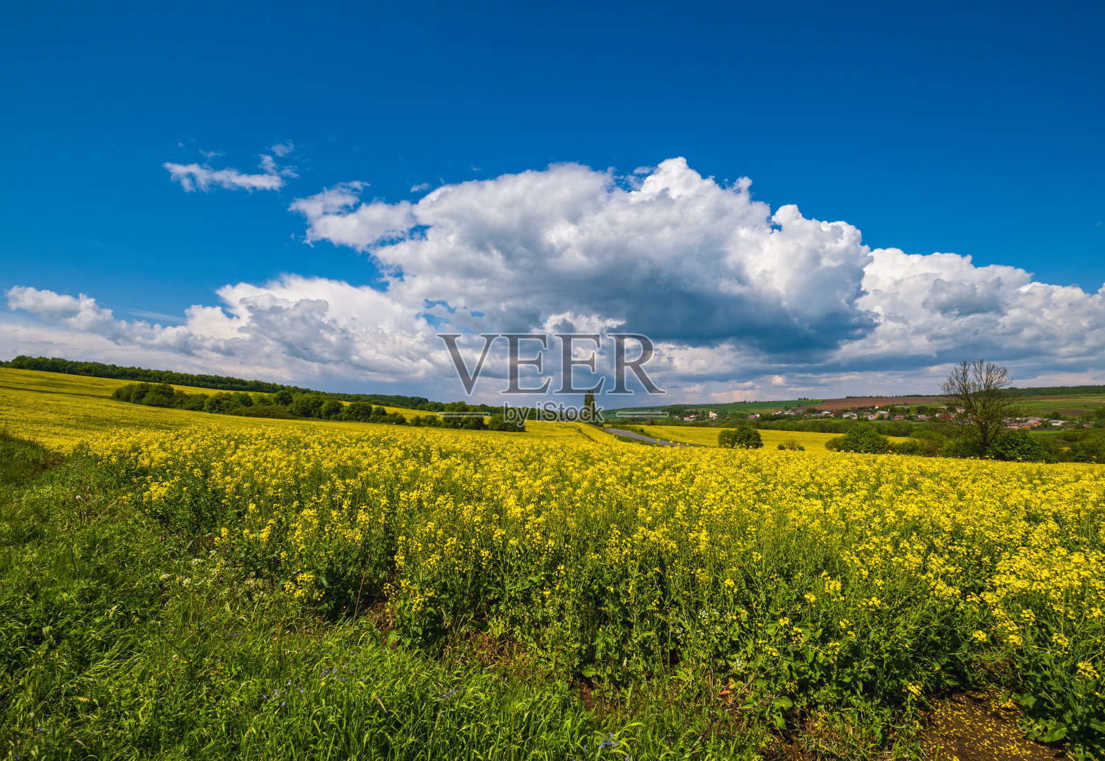 春天油菜籽黄澄澄地盛开照片摄影图片