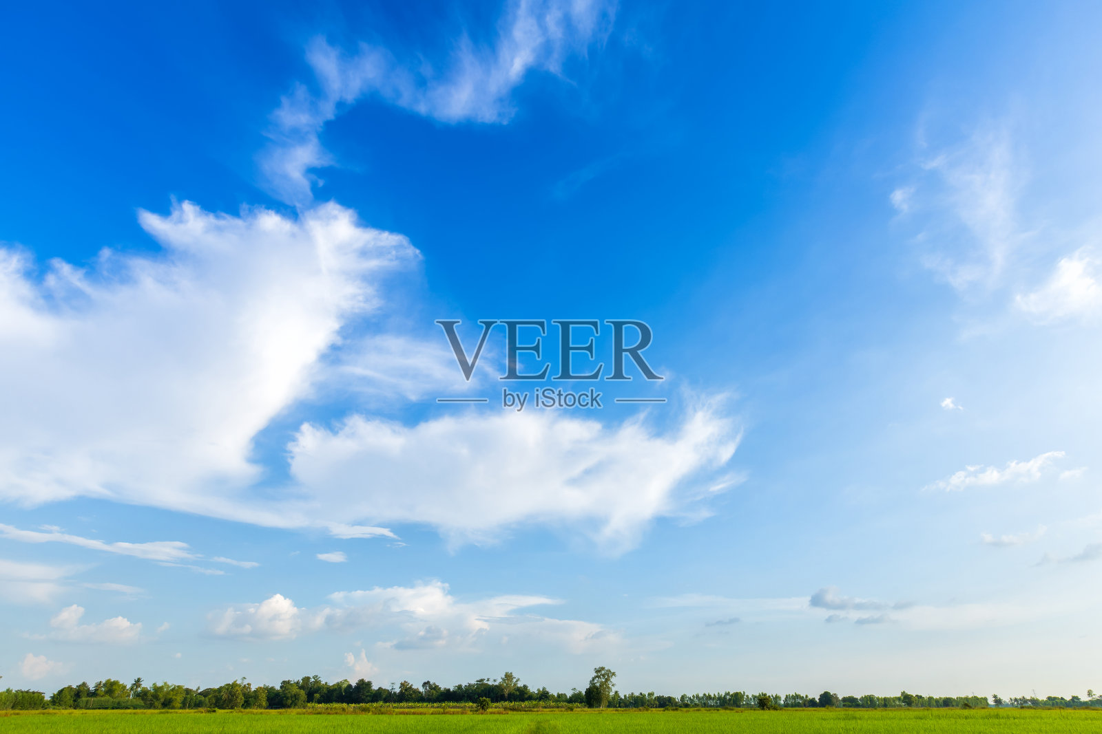 美丽的绿色玉米地与陆地空气气氛明亮的蓝天复制空间背景抽象清晰的纹理。照片摄影图片