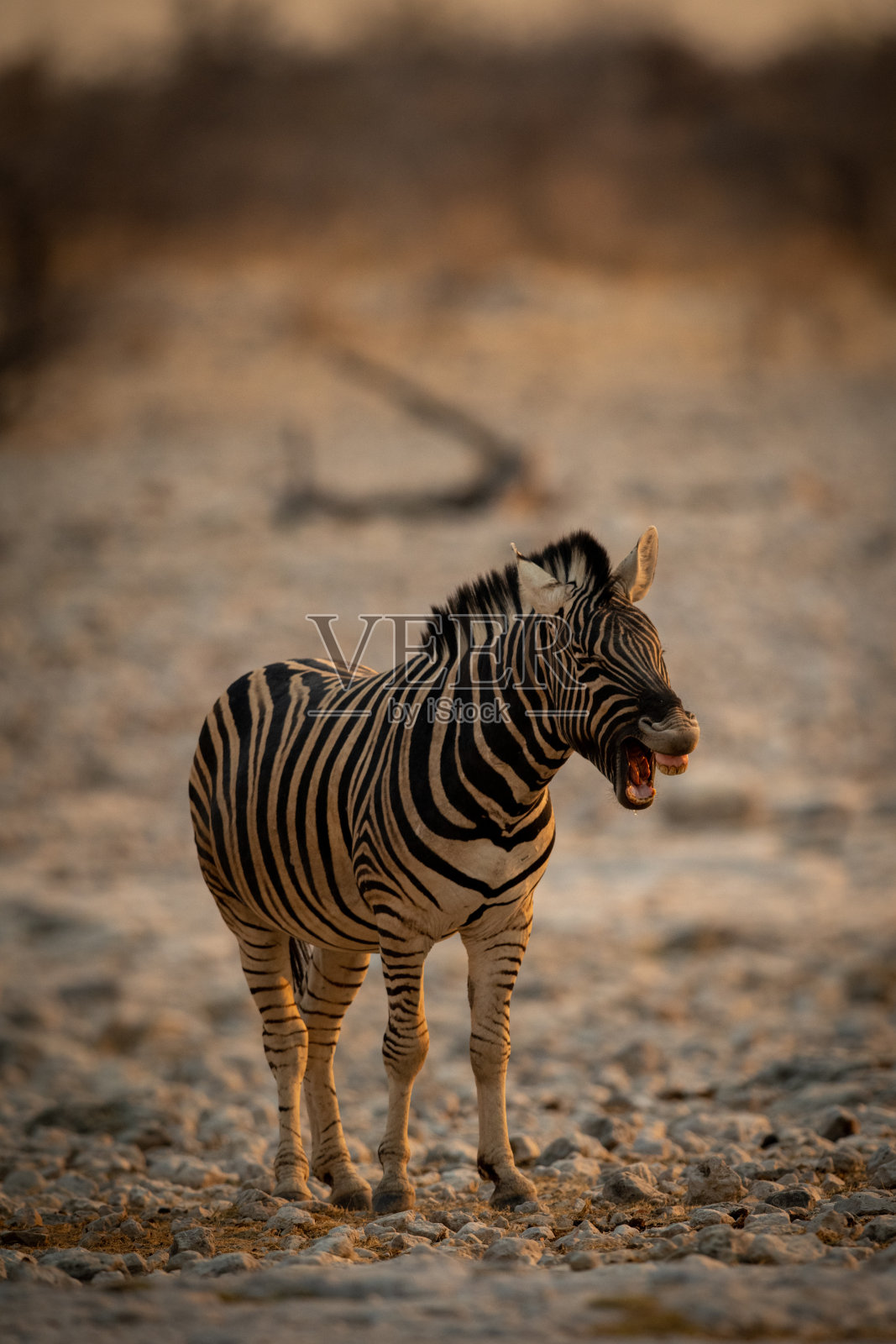 平原斑马站在岩石上吠叫照片摄影图片