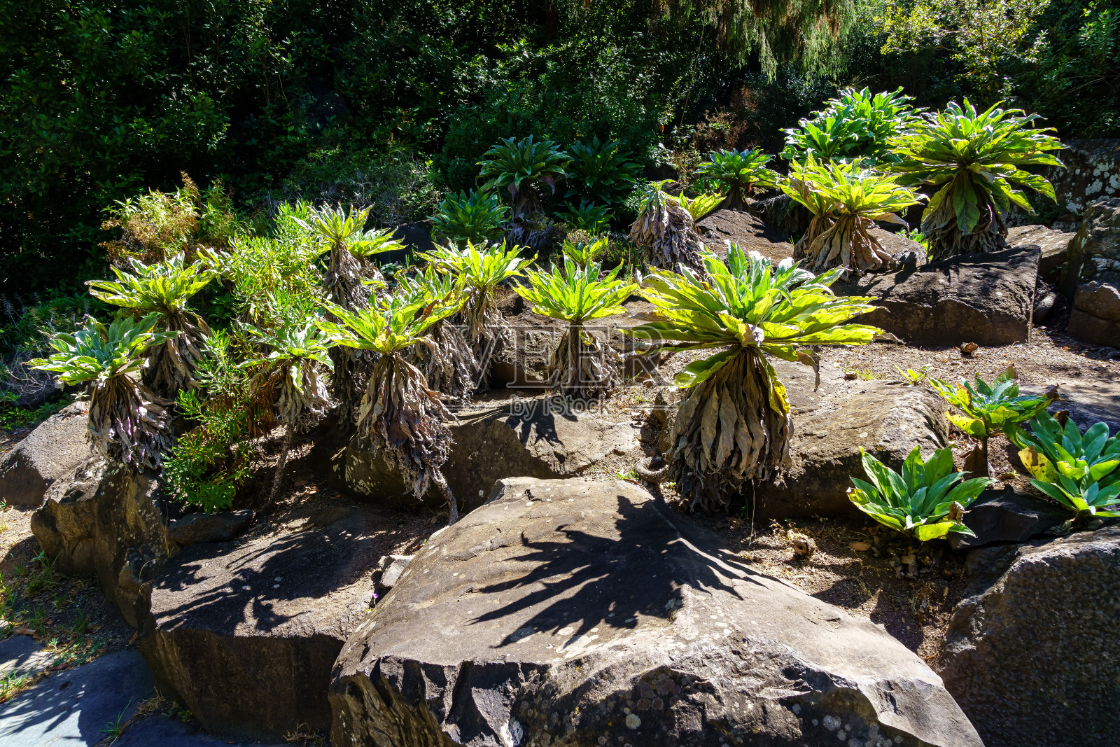 奇异的植物原产于加那利群岛，生长在长着长长的绿叶的岩石中。大加那利岛。照片摄影图片
