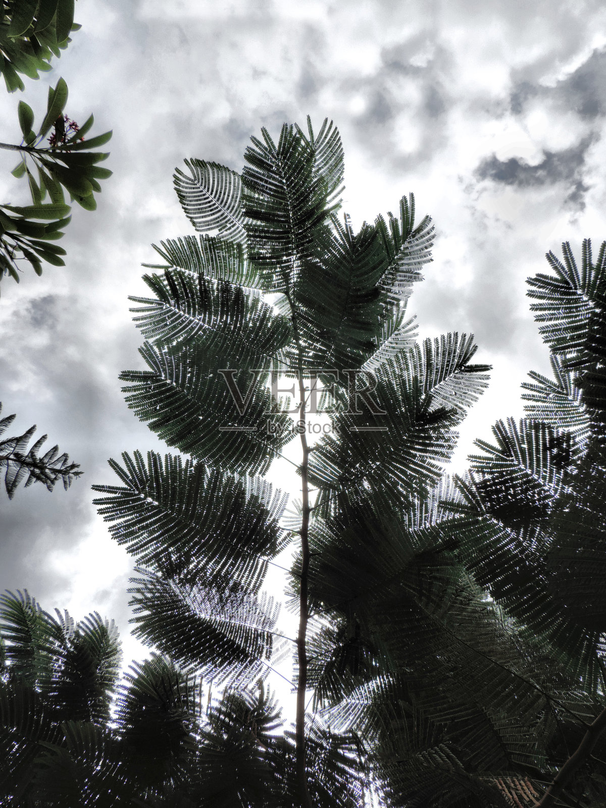 蕨叶黑色的剪影照片摄影图片