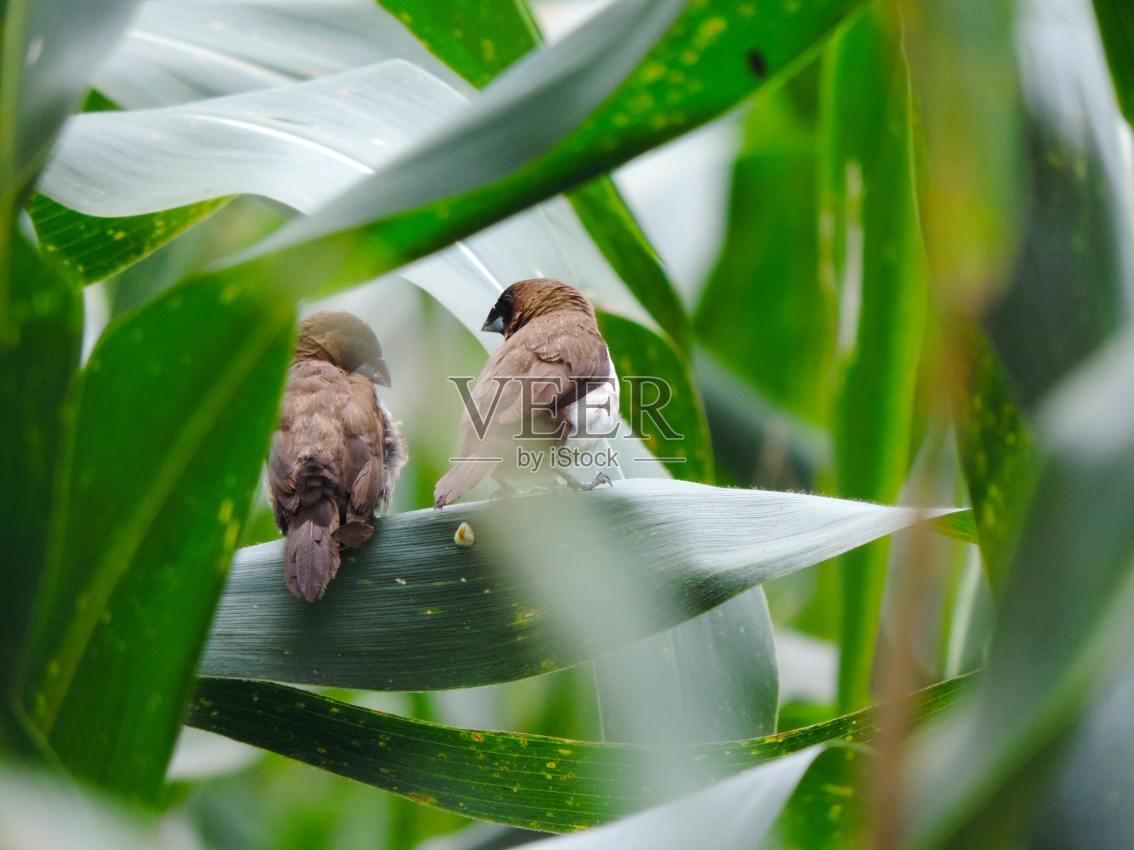 一起放松照片摄影图片