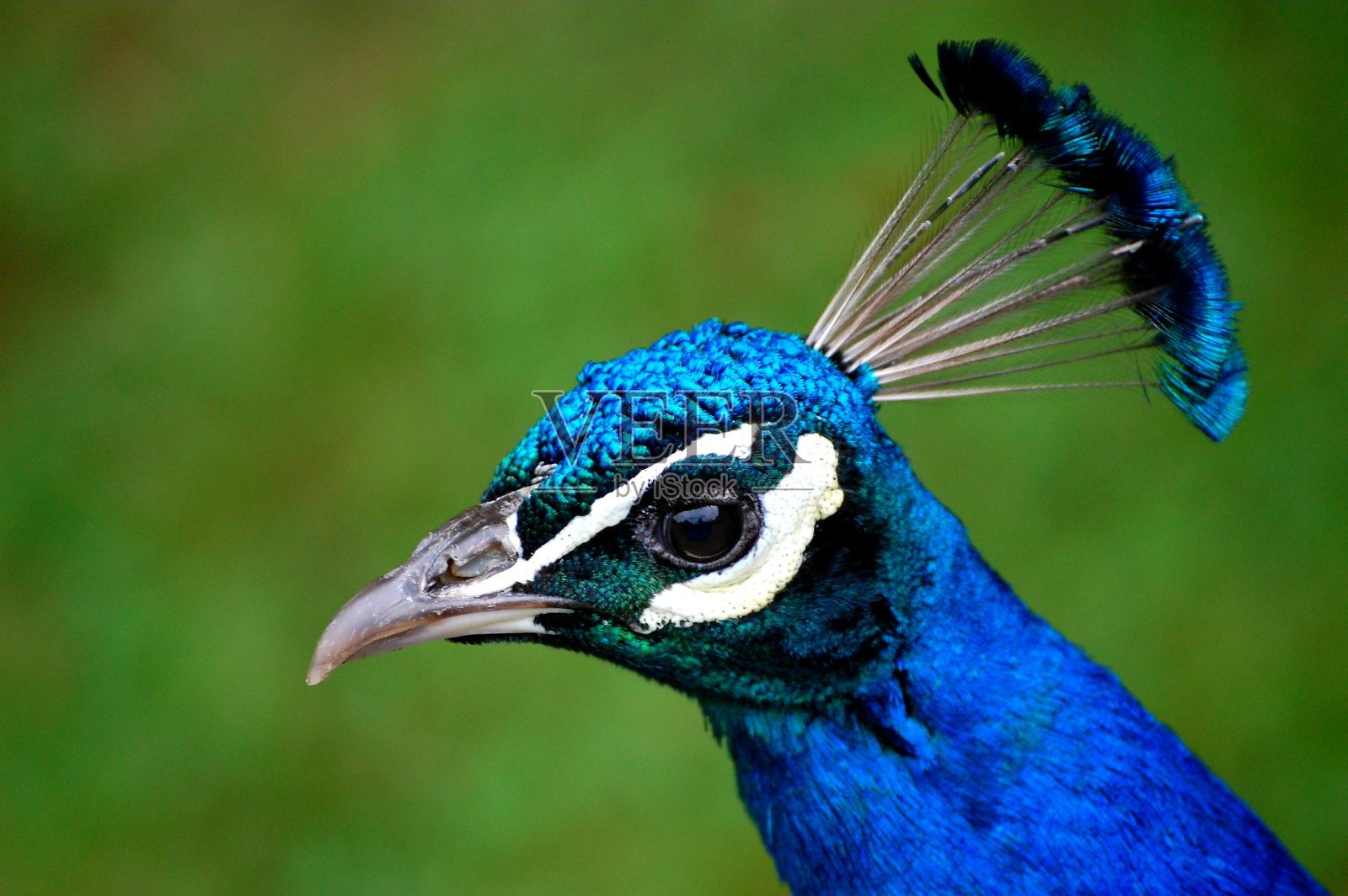 蓝孔雀的头照片摄影图片