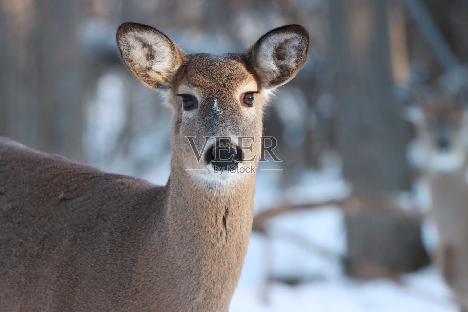 鹿在冬天照片摄影图片