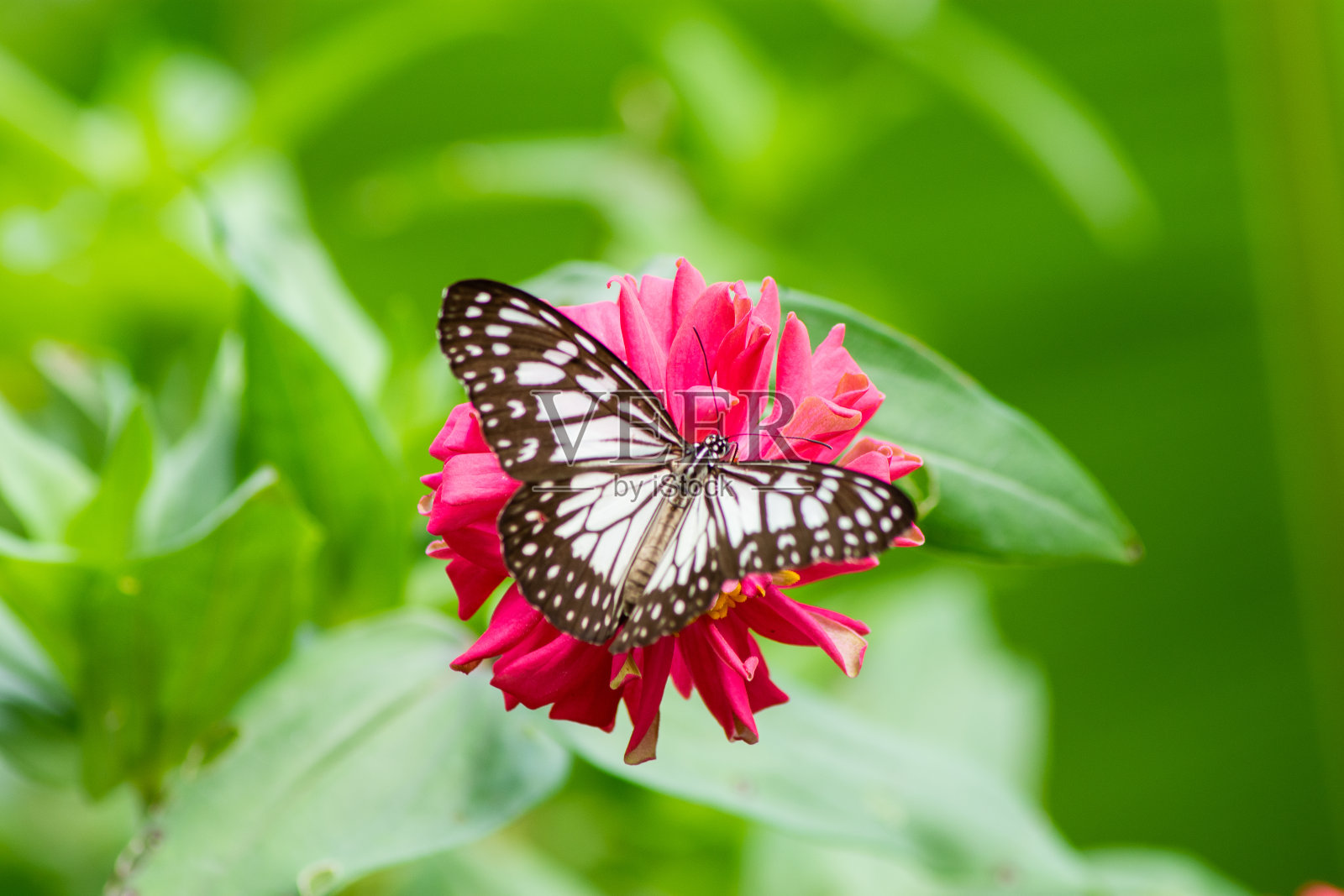 蝴蝶照片摄影图片