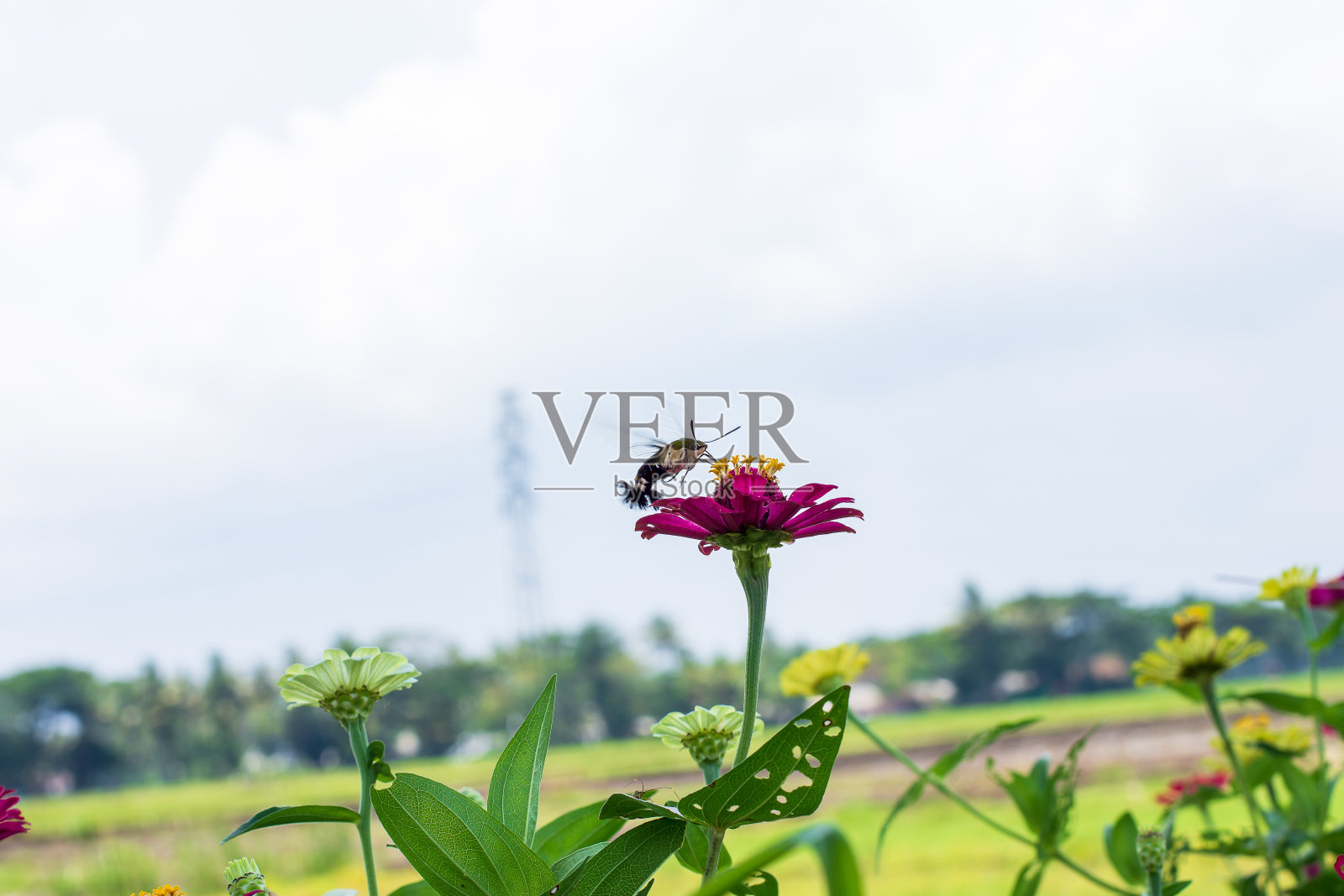 蝴蝶照片摄影图片