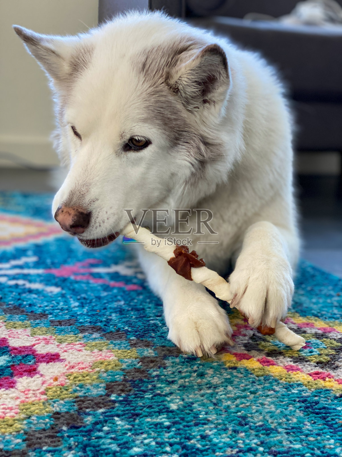 可爱的狗狗美食照片摄影图片