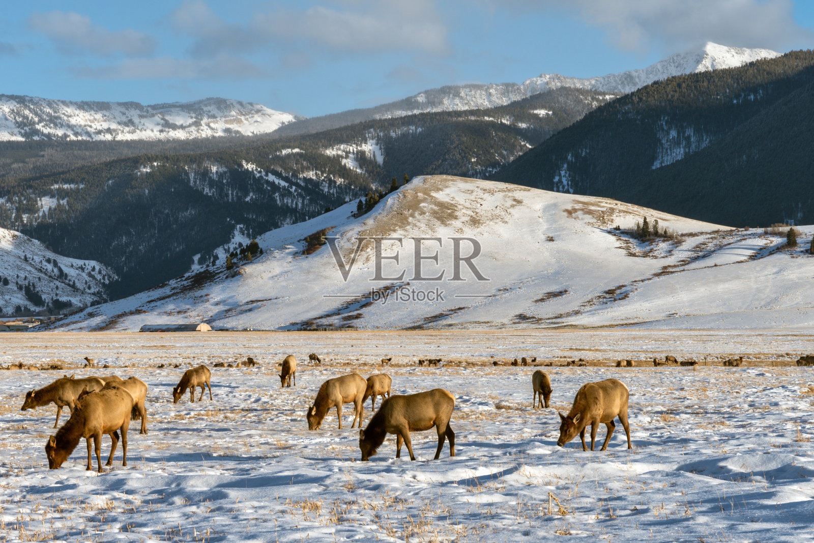 怀俄明州的野生麋鹿照片摄影图片