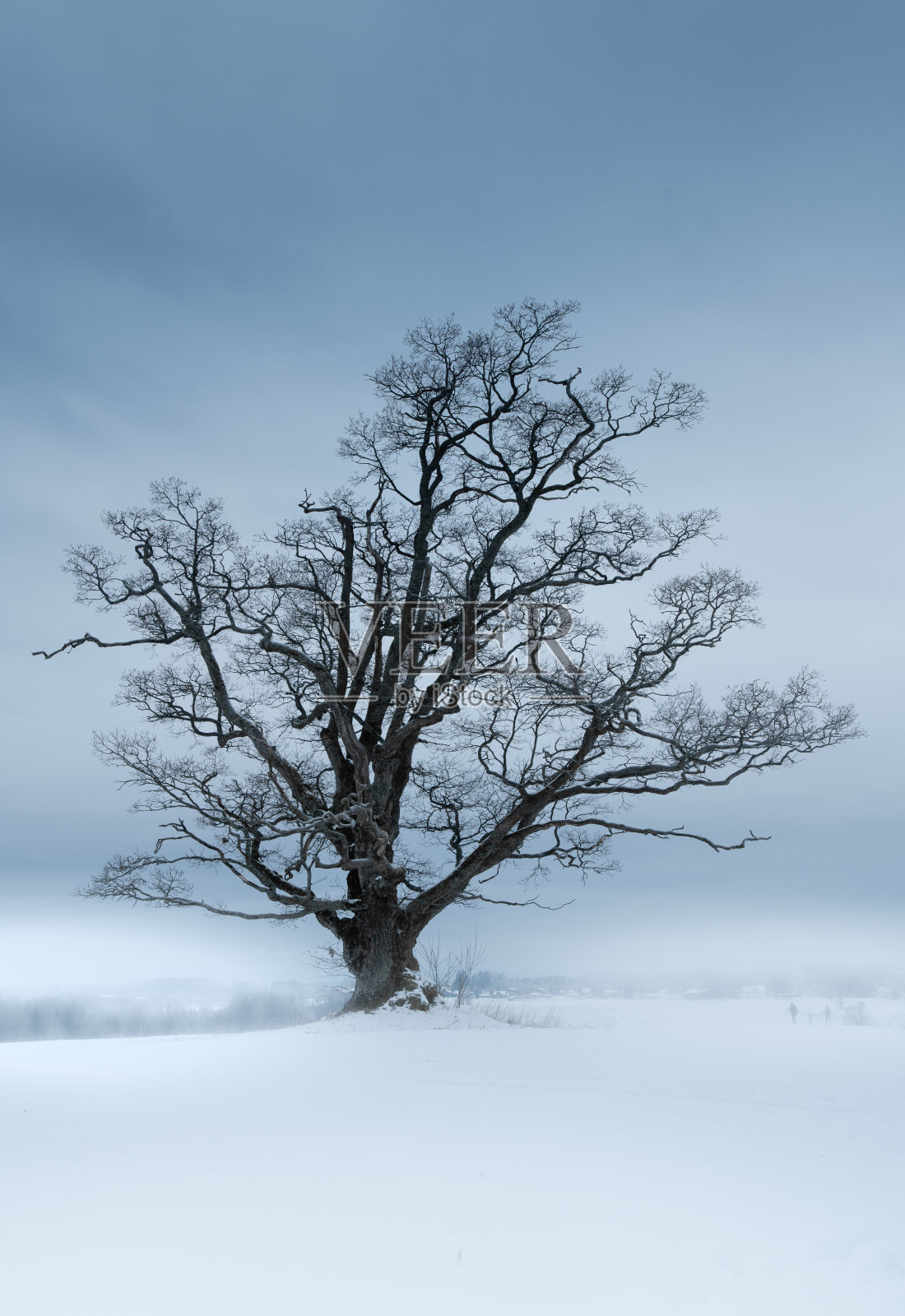 白雪覆盖的田野上的一棵孤独的橡树照片摄影图片