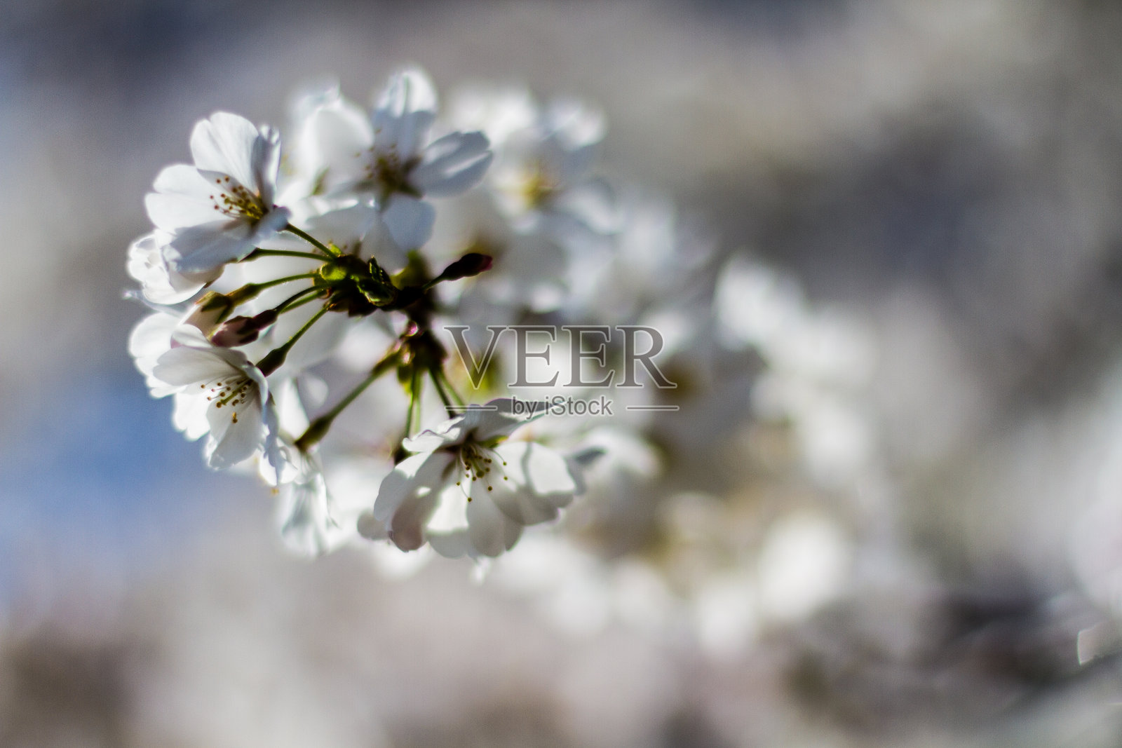 白色樱花花照片摄影图片