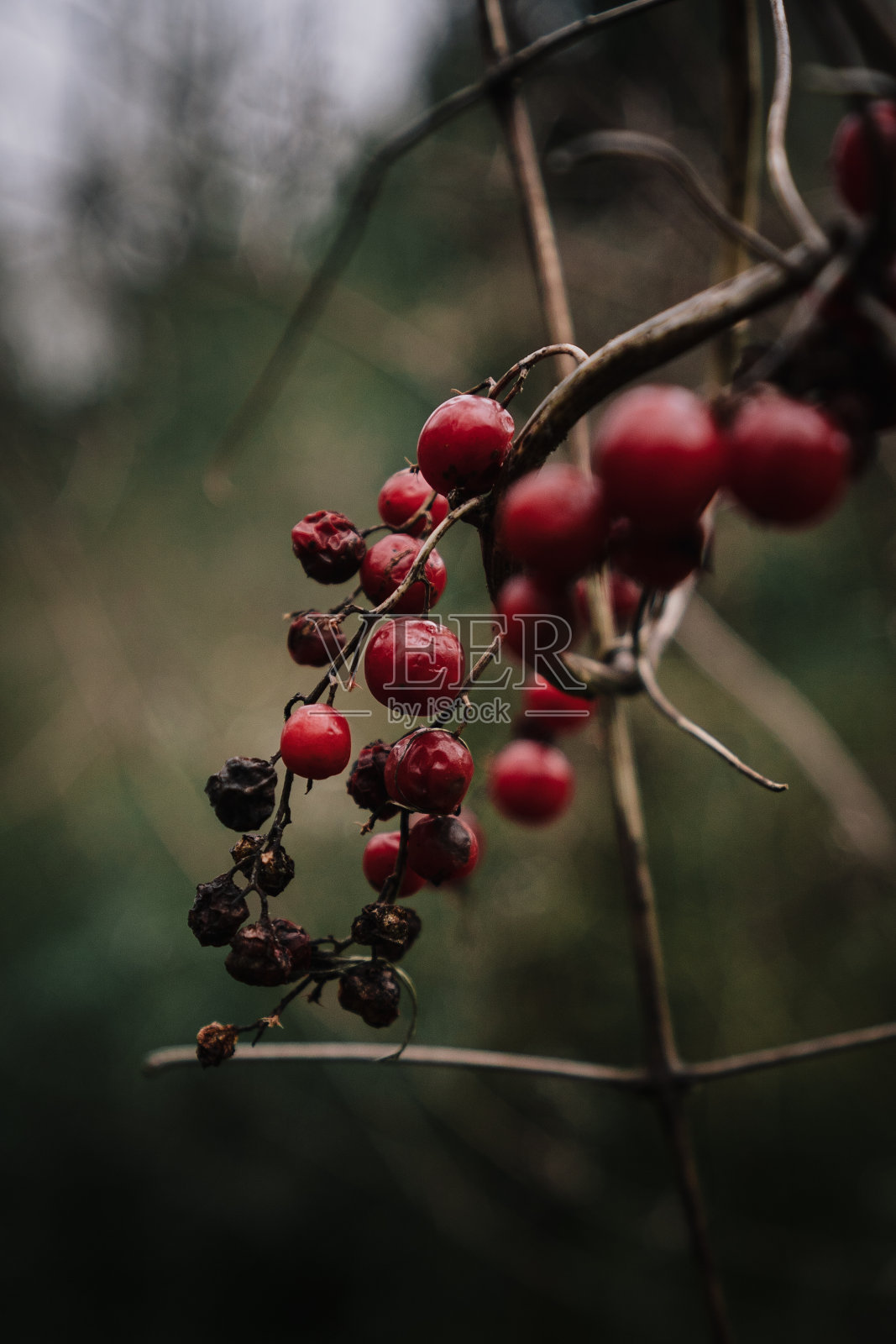 冬天的浆果照片摄影图片